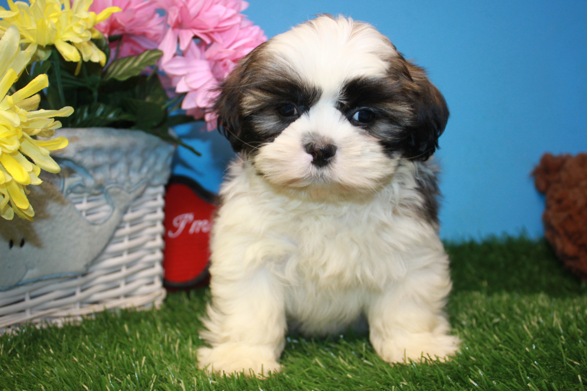 Shih-Tzu Puppies For Sale - Long Island Puppies