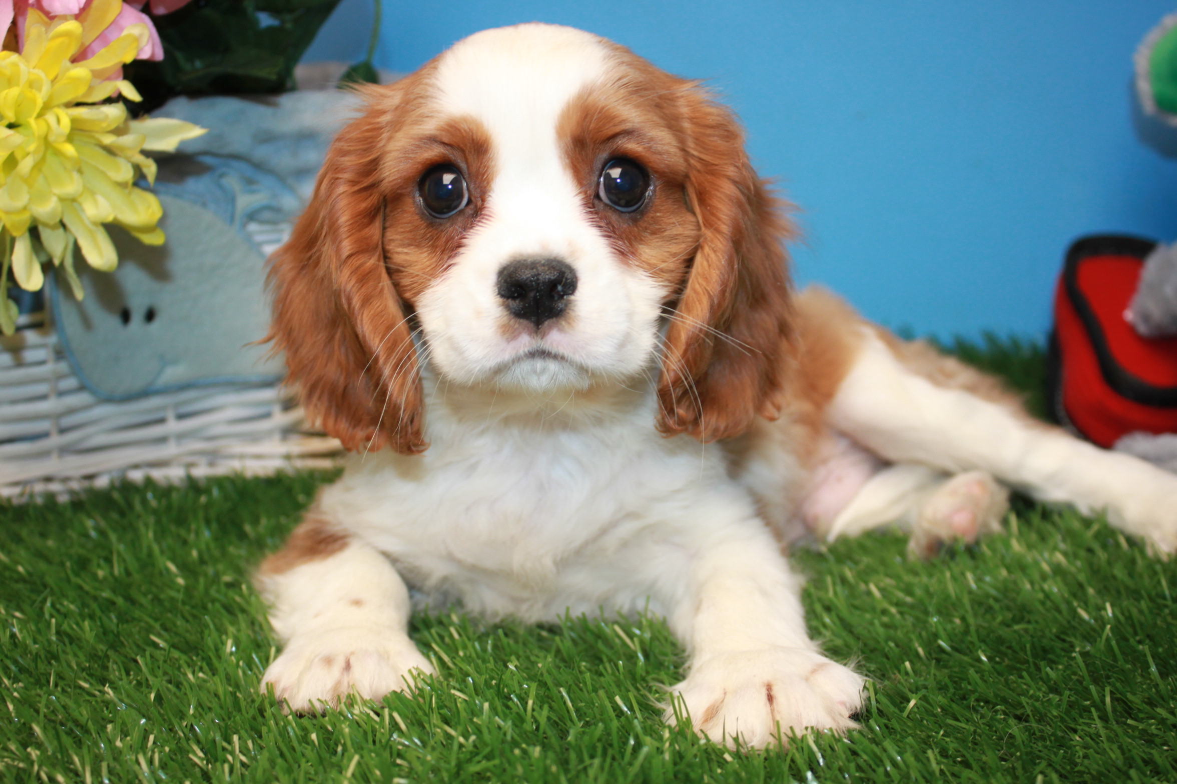 Cavalier King Charles Spaniel Puppies For Sale - Long Island Puppies