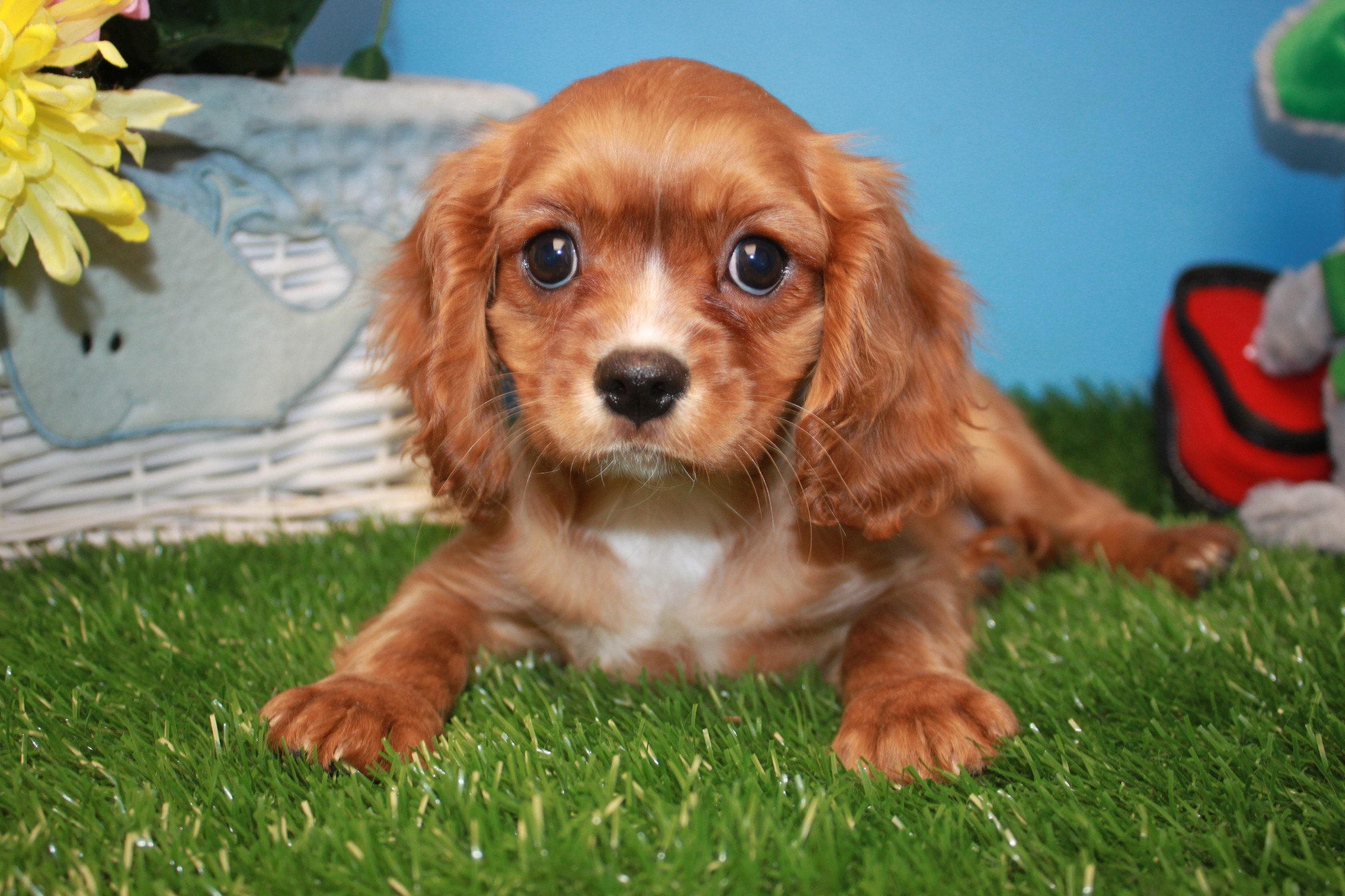 Cavalier King Charles Spaniel Puppies For Sale - Long Island Puppies