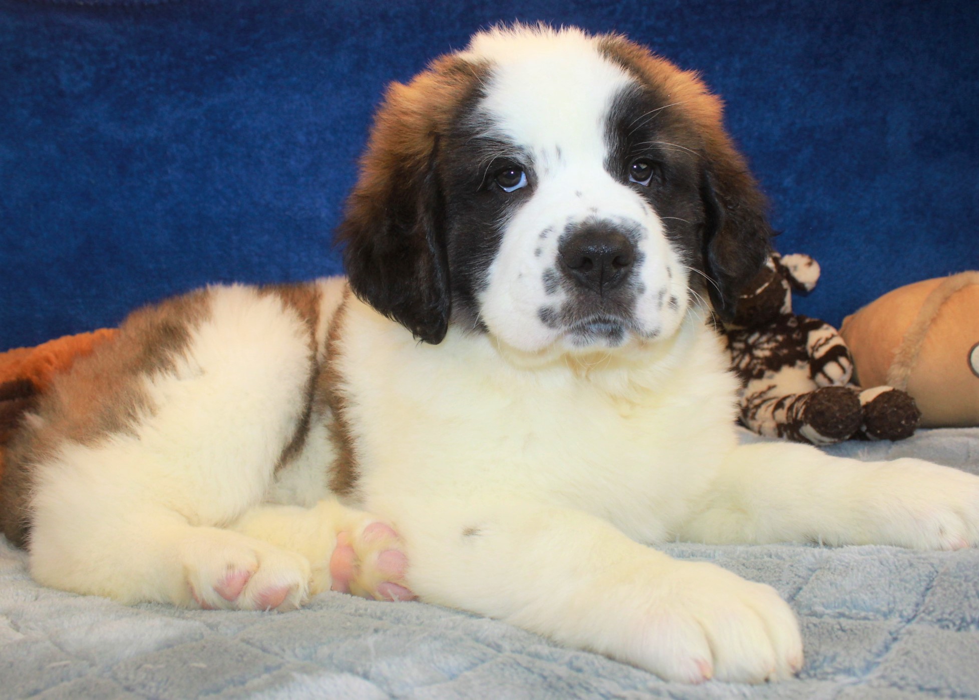 Saint Bernard Puppies For Sale Long Island Puppies