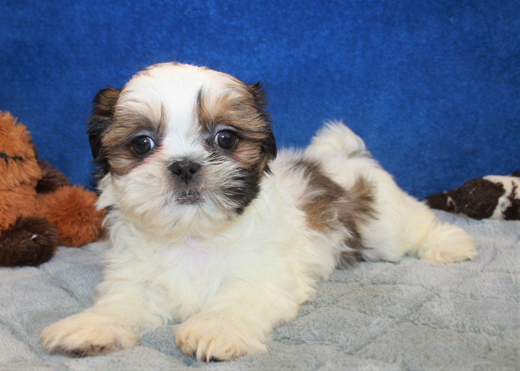 Shih-Tzu Puppies For Sale - Long Island Puppies