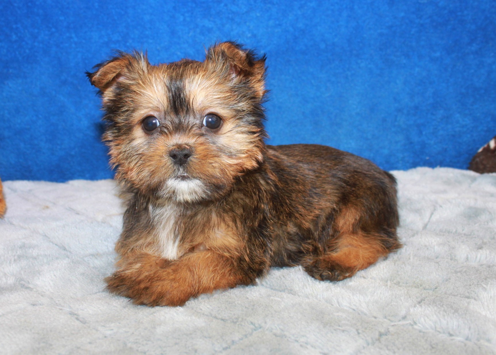 Shorkie Puppies For Sale - Long Island Puppies