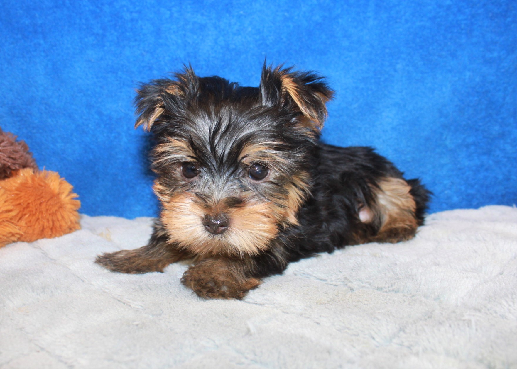 Yorkshire Terrier Puppies For Sale - Long Island Puppies