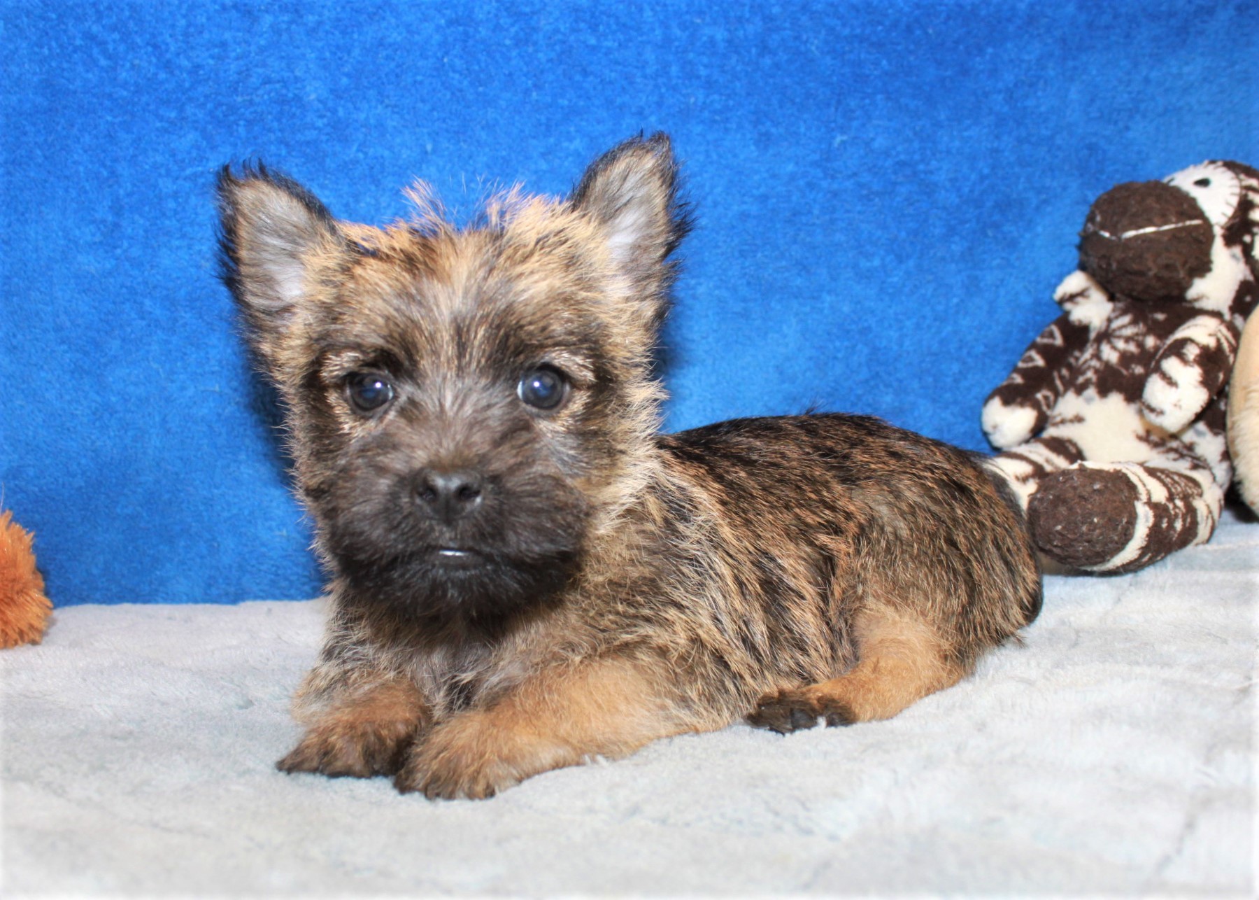 Cairn Terrier Puppies For Sale Long Island Puppies