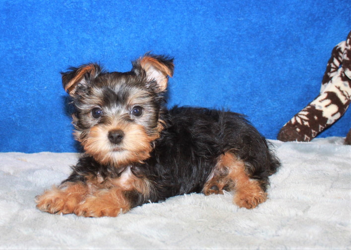 Silky Terrier Puppies For Sale Long Island Puppies