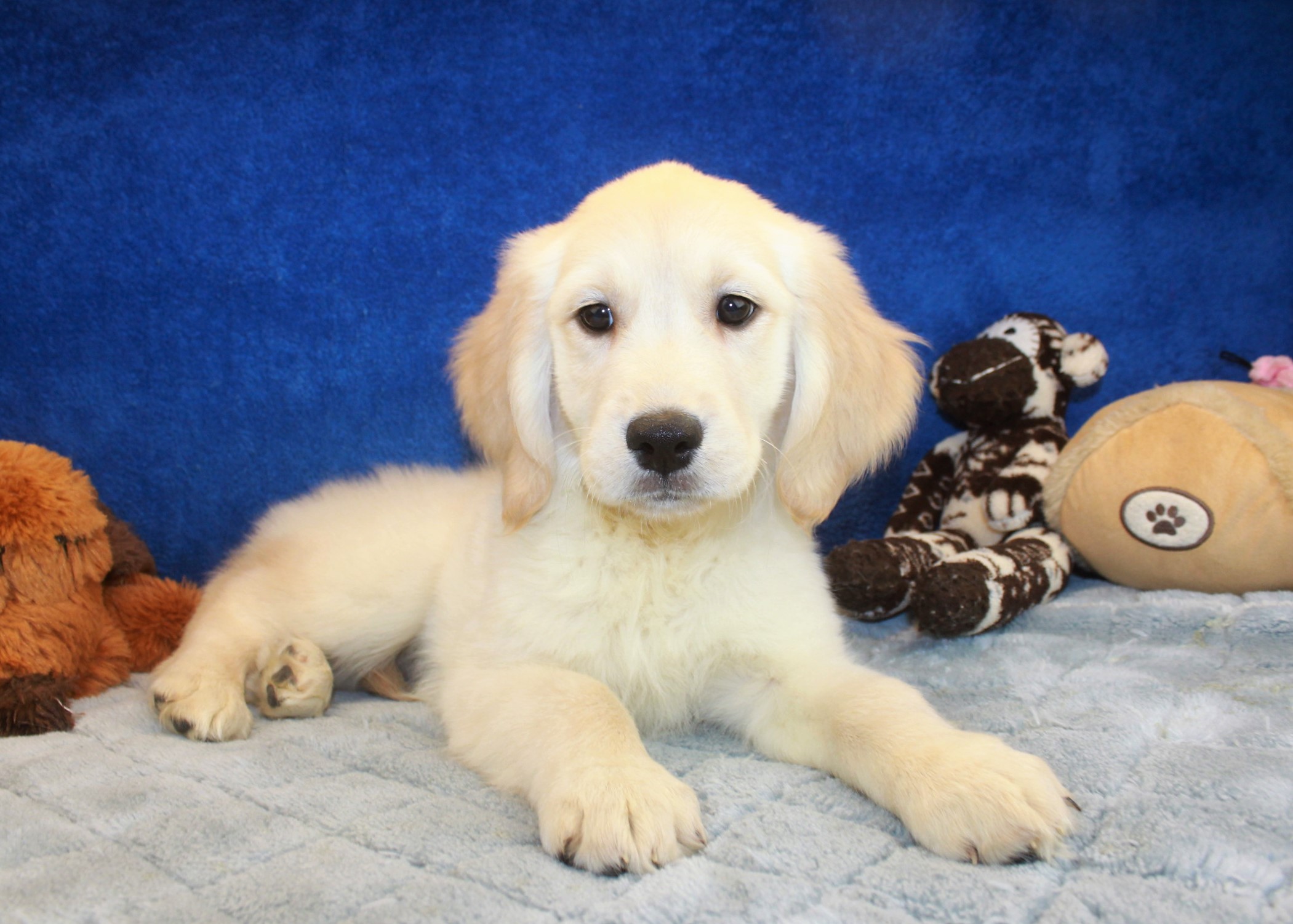 Golden Retriever Puppies For Sale - Long Island Puppies