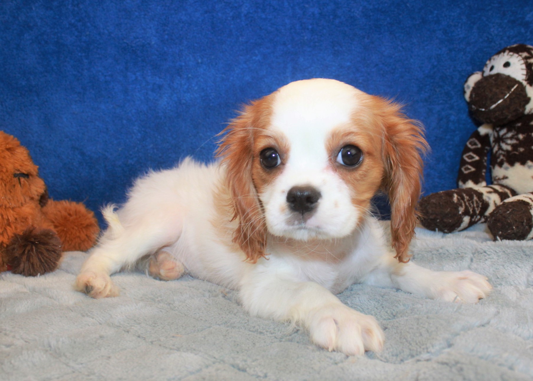 cavalier king charles spaniel puppies for sale near me