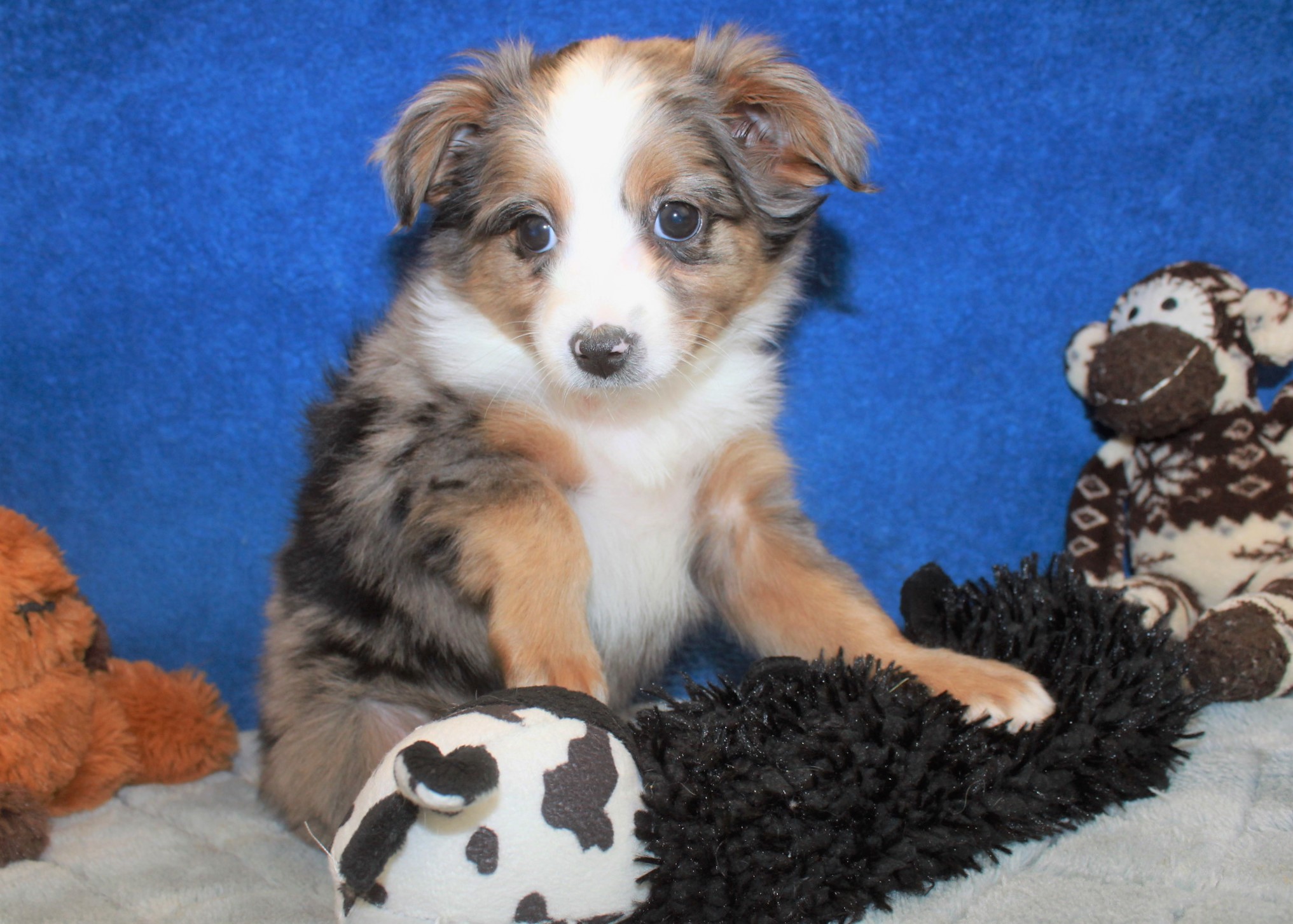 Hicksville - Available Puppies - Long Island Puppies