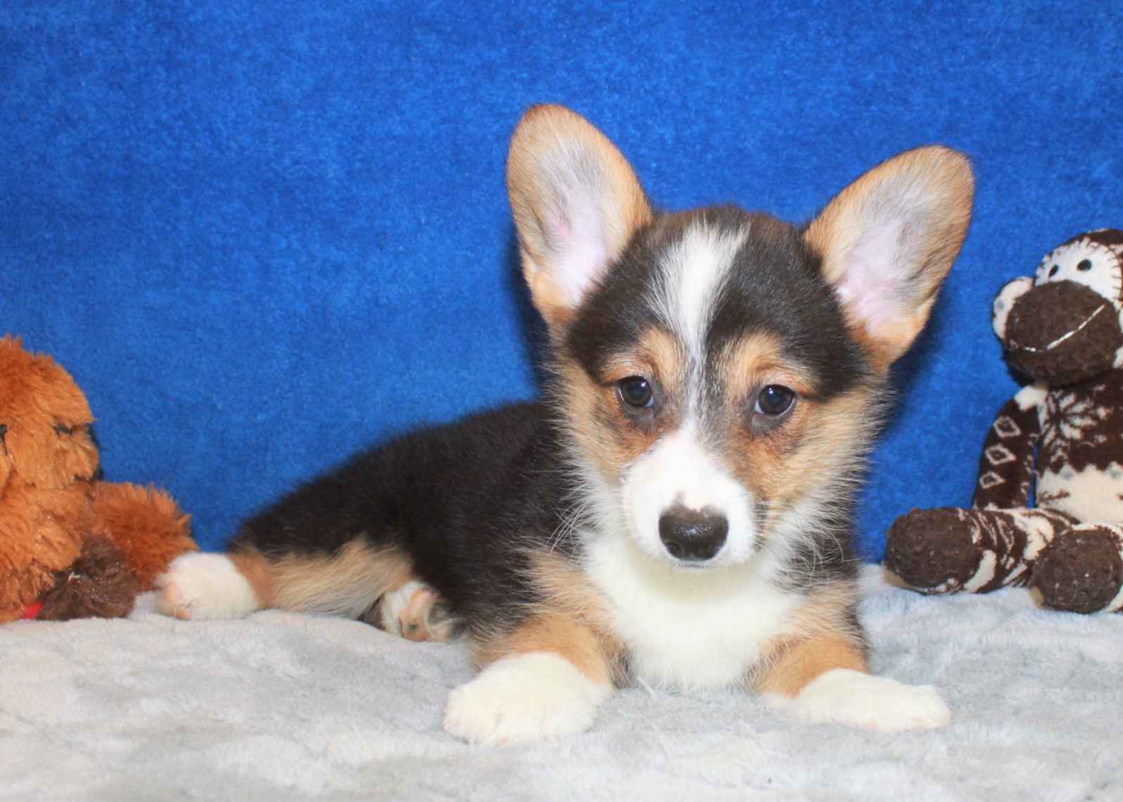 Pembroke Welsh Corgi Puppies For Sale - Long Island Puppies