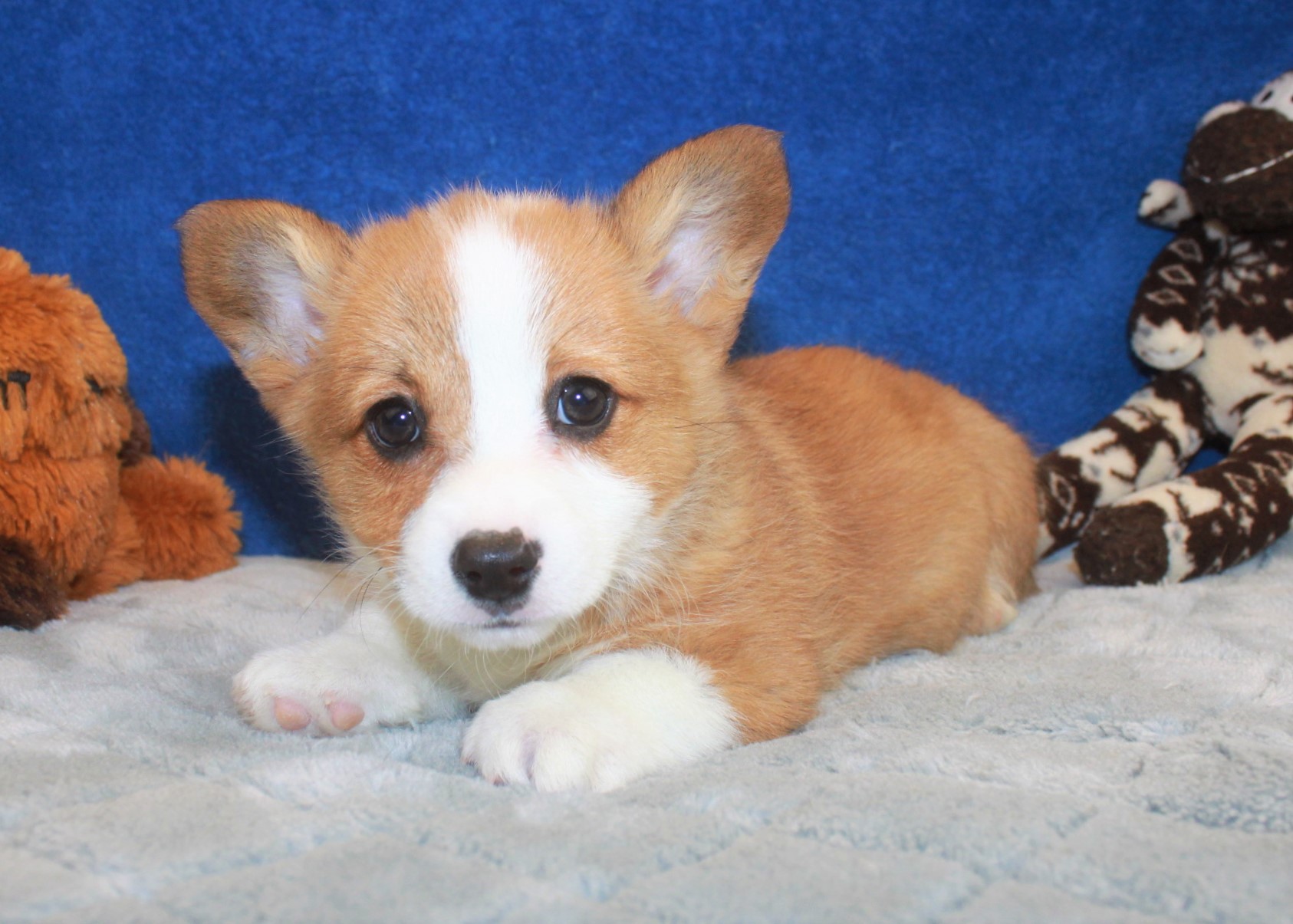 Pembroke Welsh Corgi Puppies For Sale - Long Island Puppies