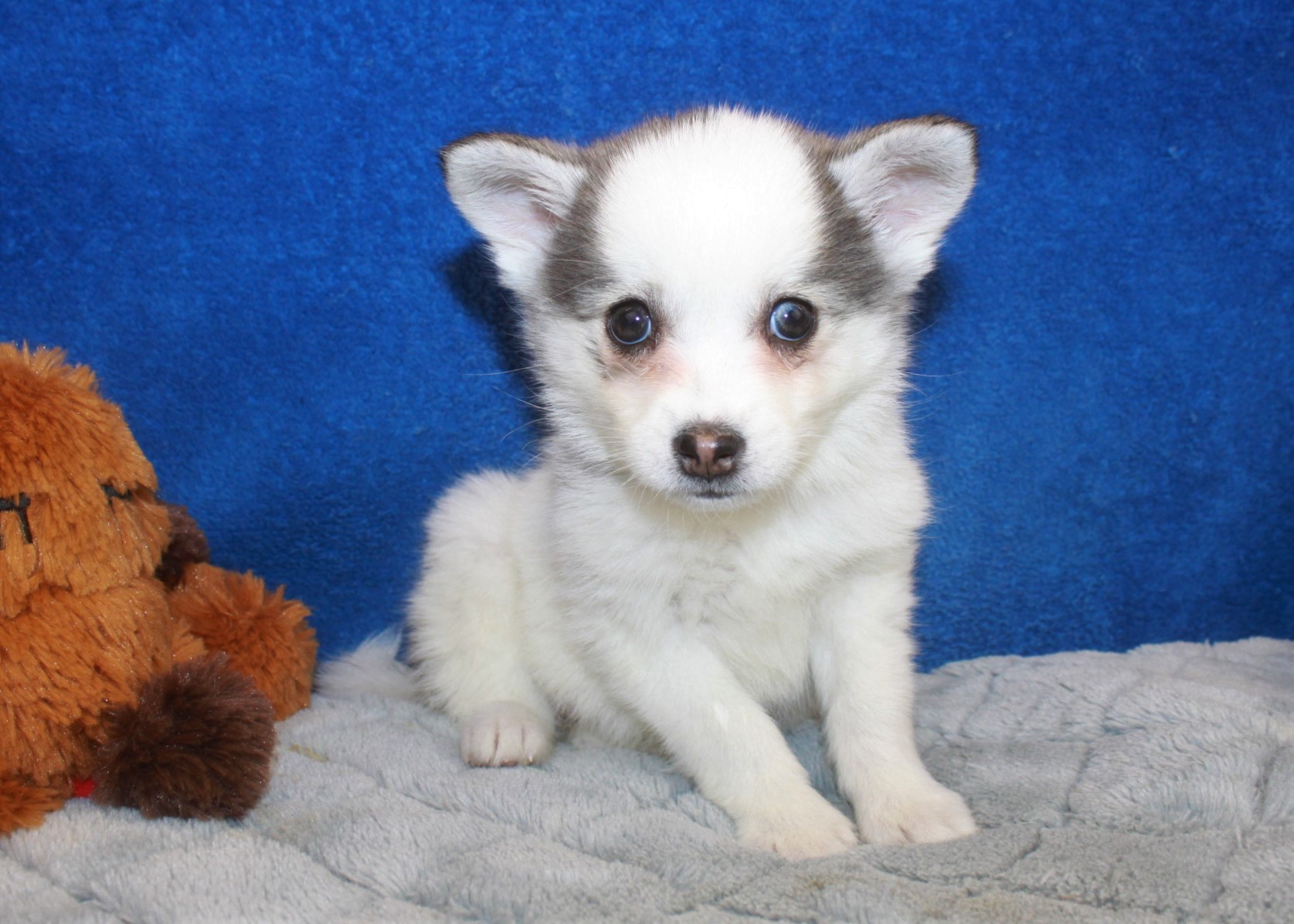 Hicksville - Available Puppies - Long Island Puppies