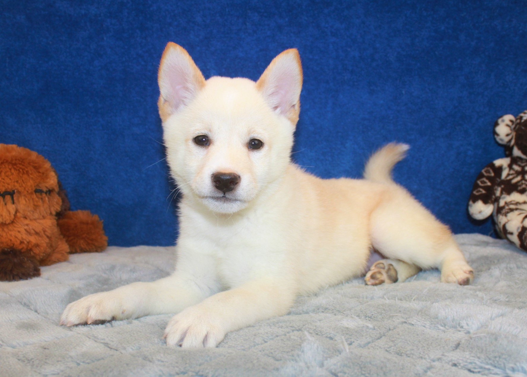 Shiba Inu Puppies For Sale Long Island Puppies