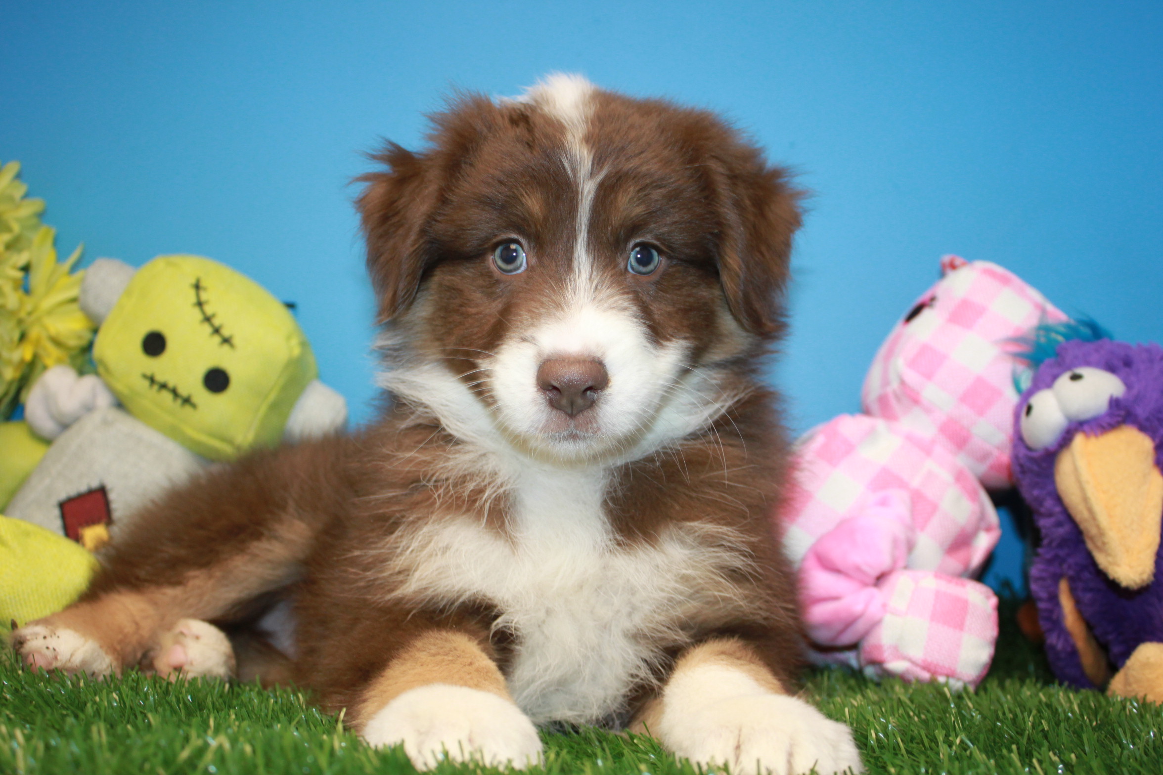 Australian Shepherd Puppies For Sale - Long Island Puppies