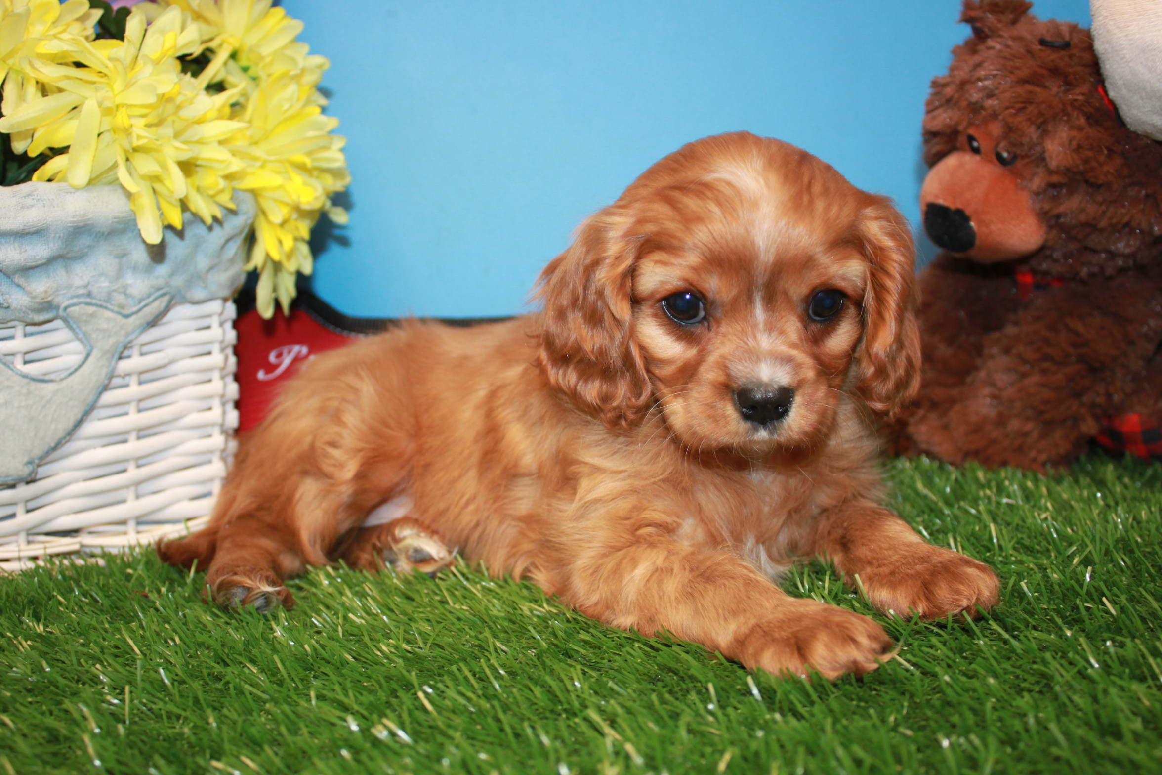 cavalier king charles spaniel puppies for sale near me