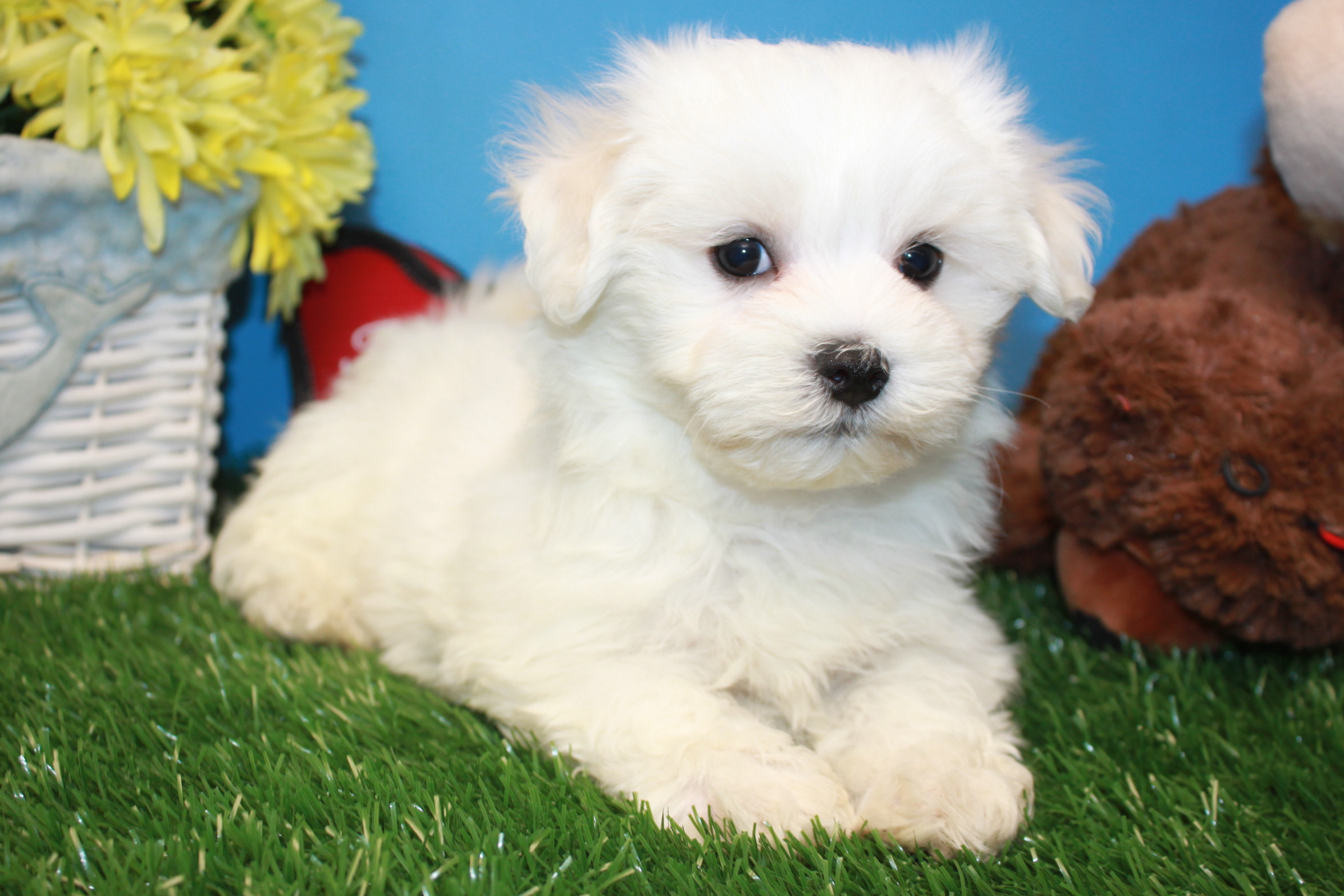 Maltese Puppies For Sale - Long Island Puppies