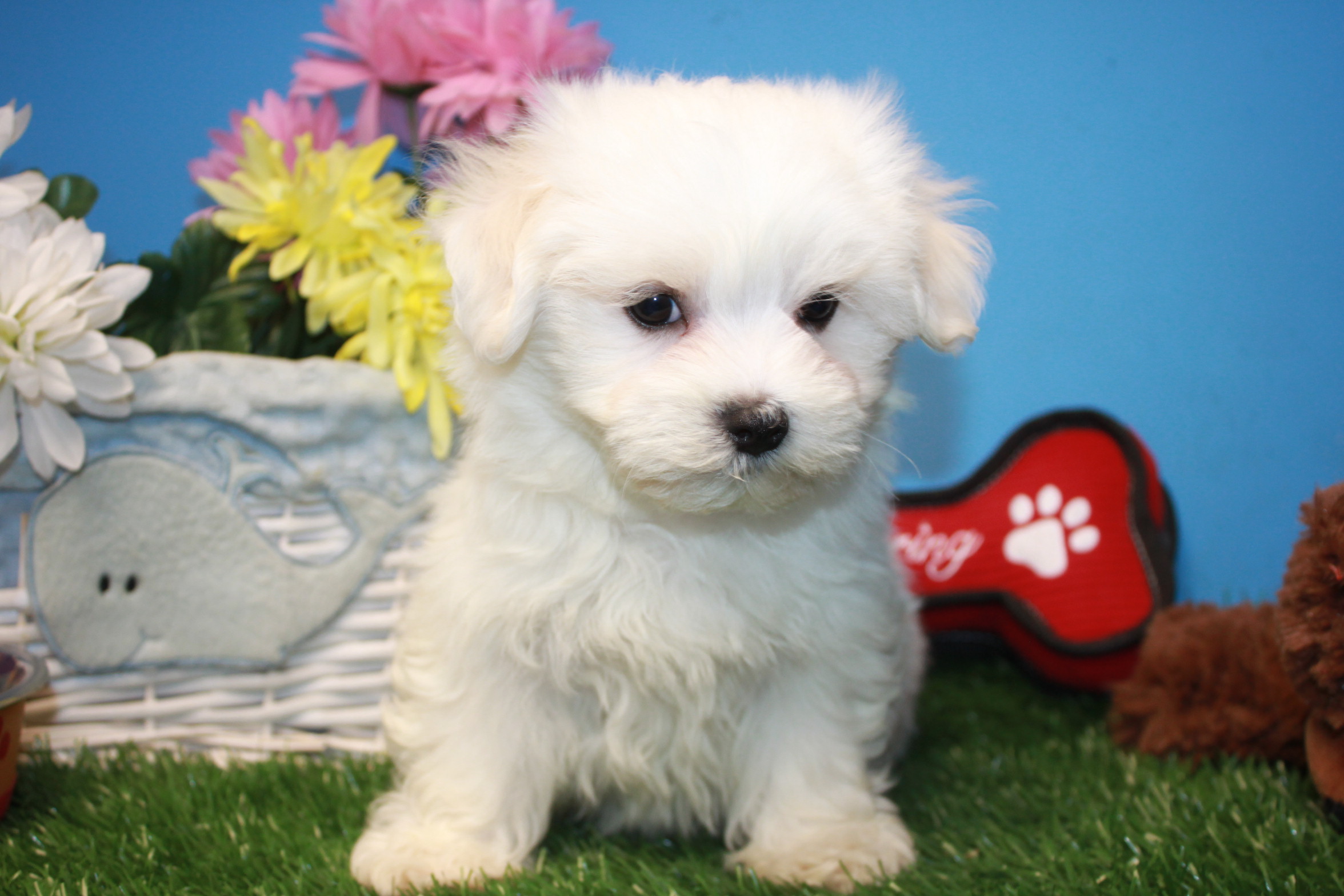 Maltese Puppies For Sale - Long Island Puppies