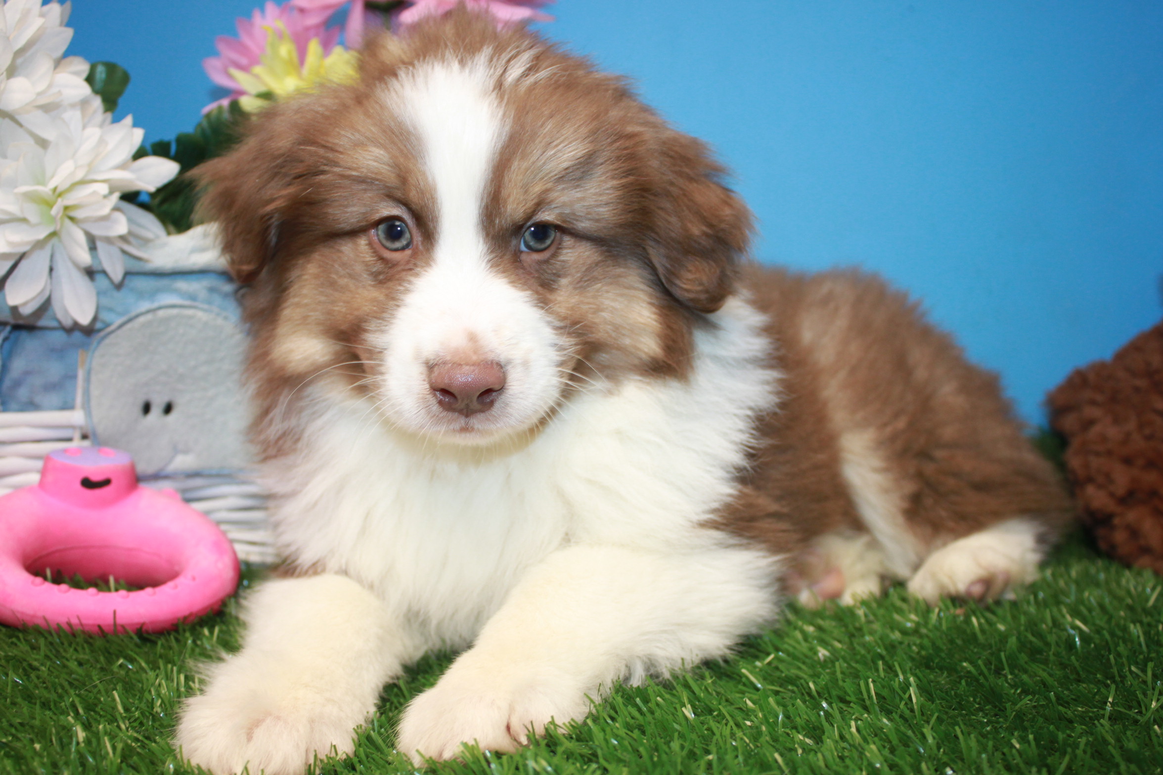 Australian Shepherd Puppies For Sale - Long Island Puppies