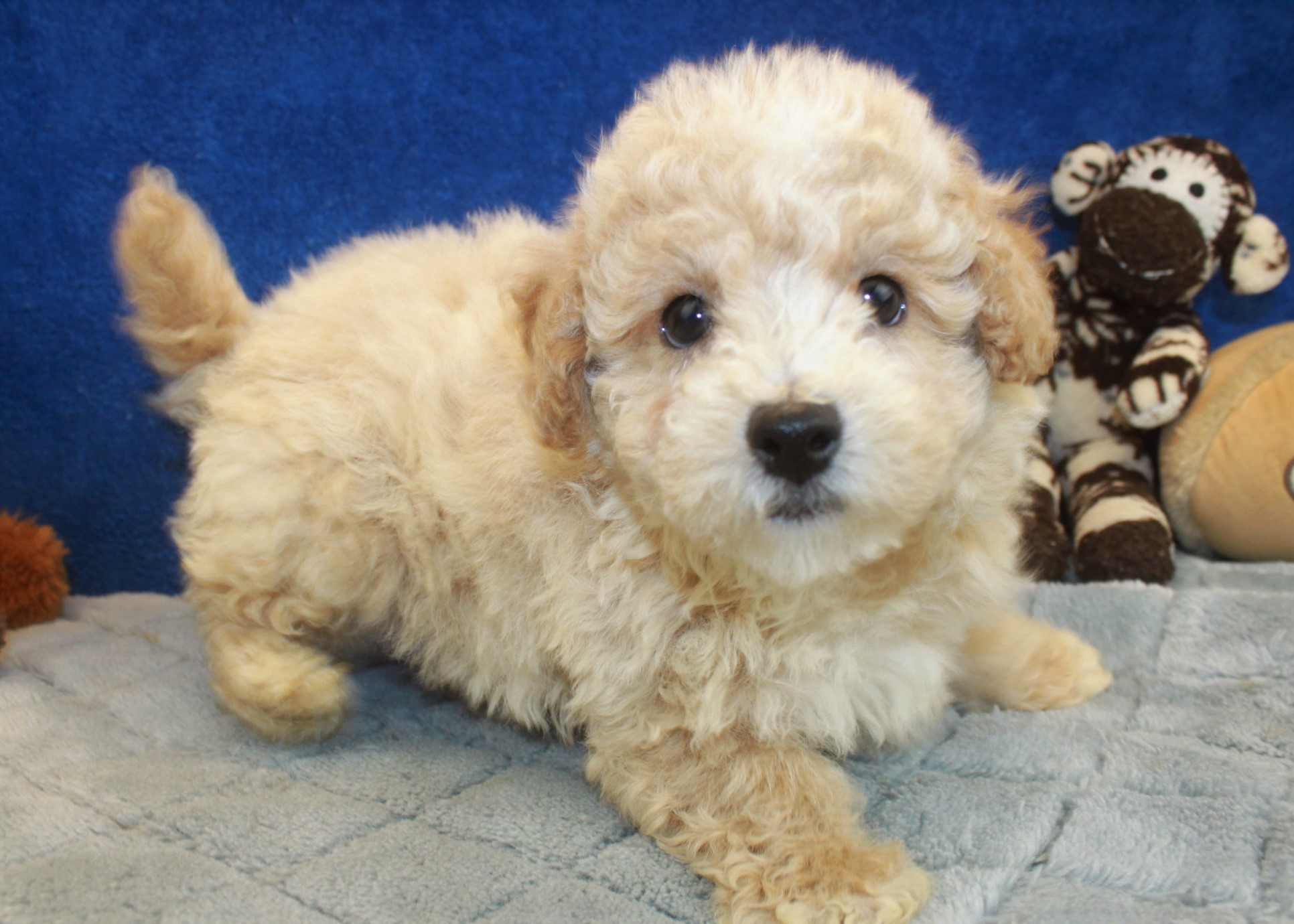 Malti Poo Puppies For Sale - Long Island Puppies