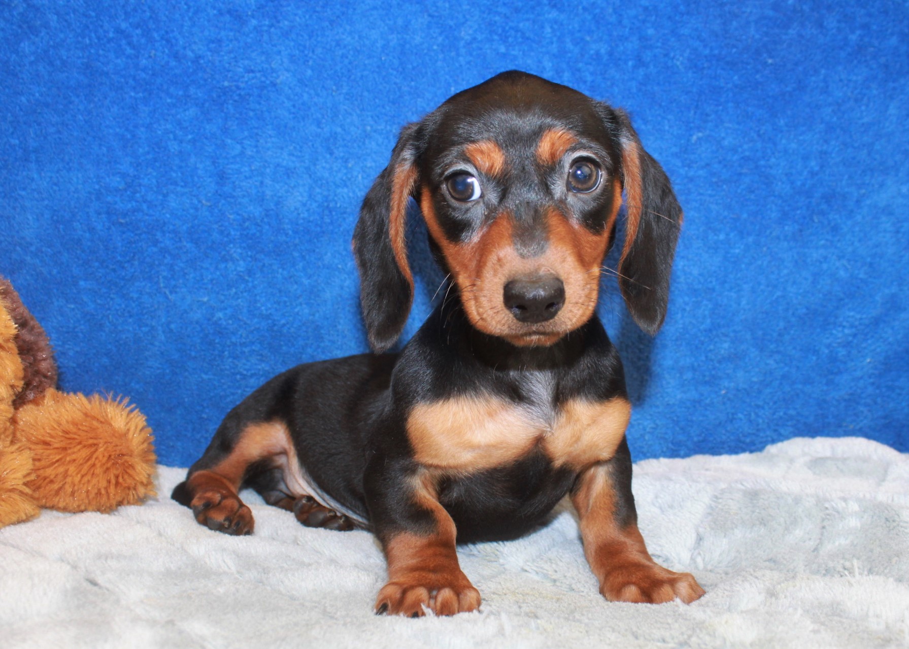 Dachshund Puppies For Sale - Long Island Puppies