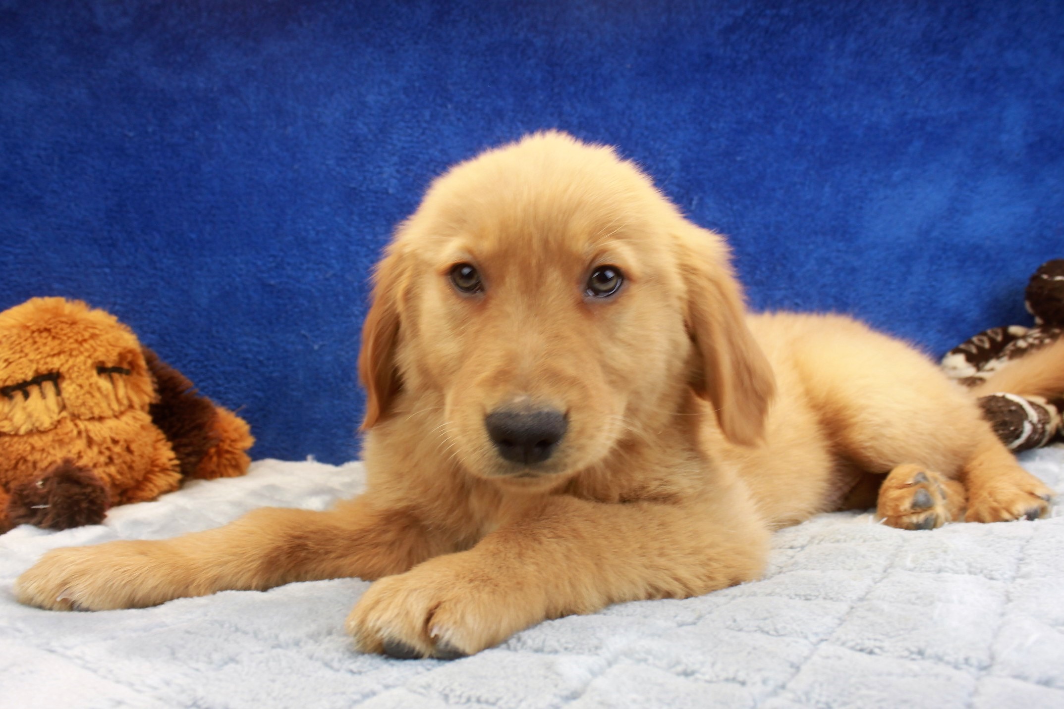 Golden Retriever Puppies For Sale - Long Island Puppies