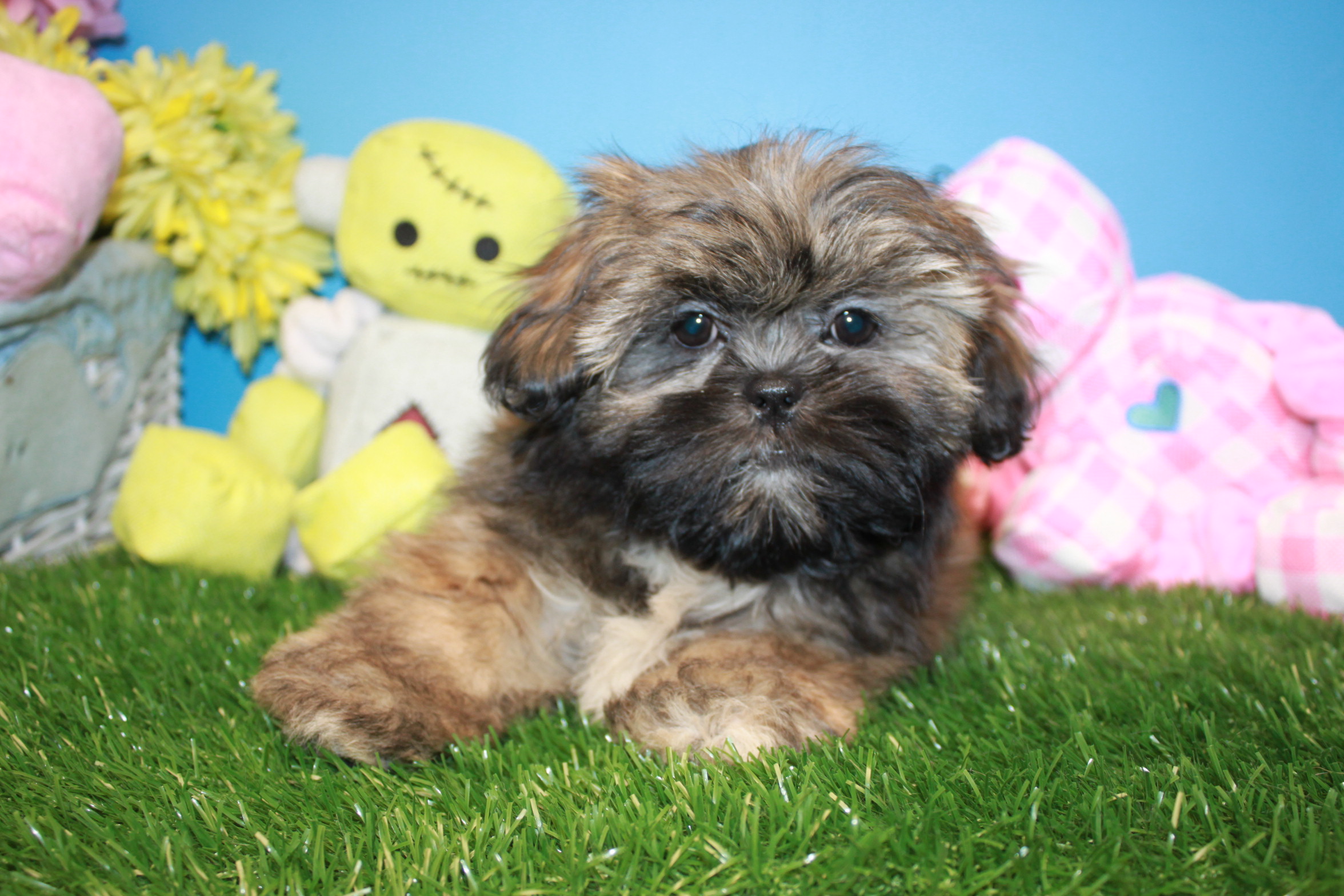 Lhasa Apso Puppies For Sale - Long Island Puppies