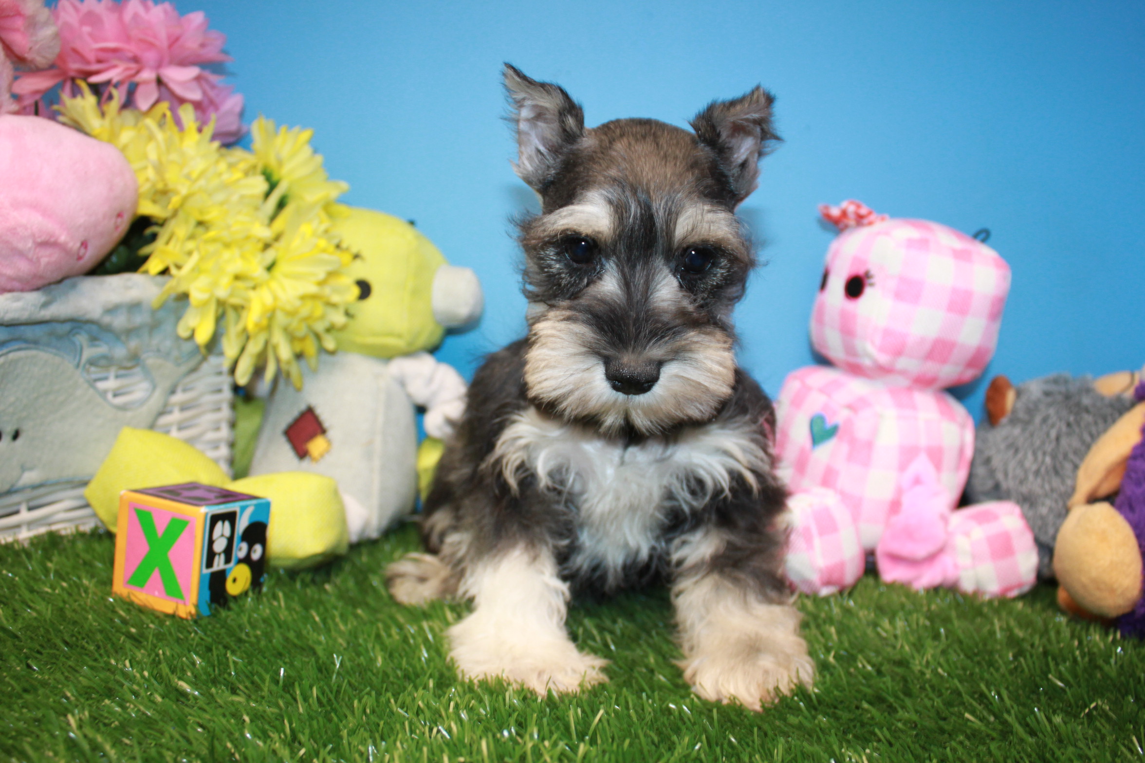 Miniature Schnauzer Puppies For Sale - Long Island Puppies