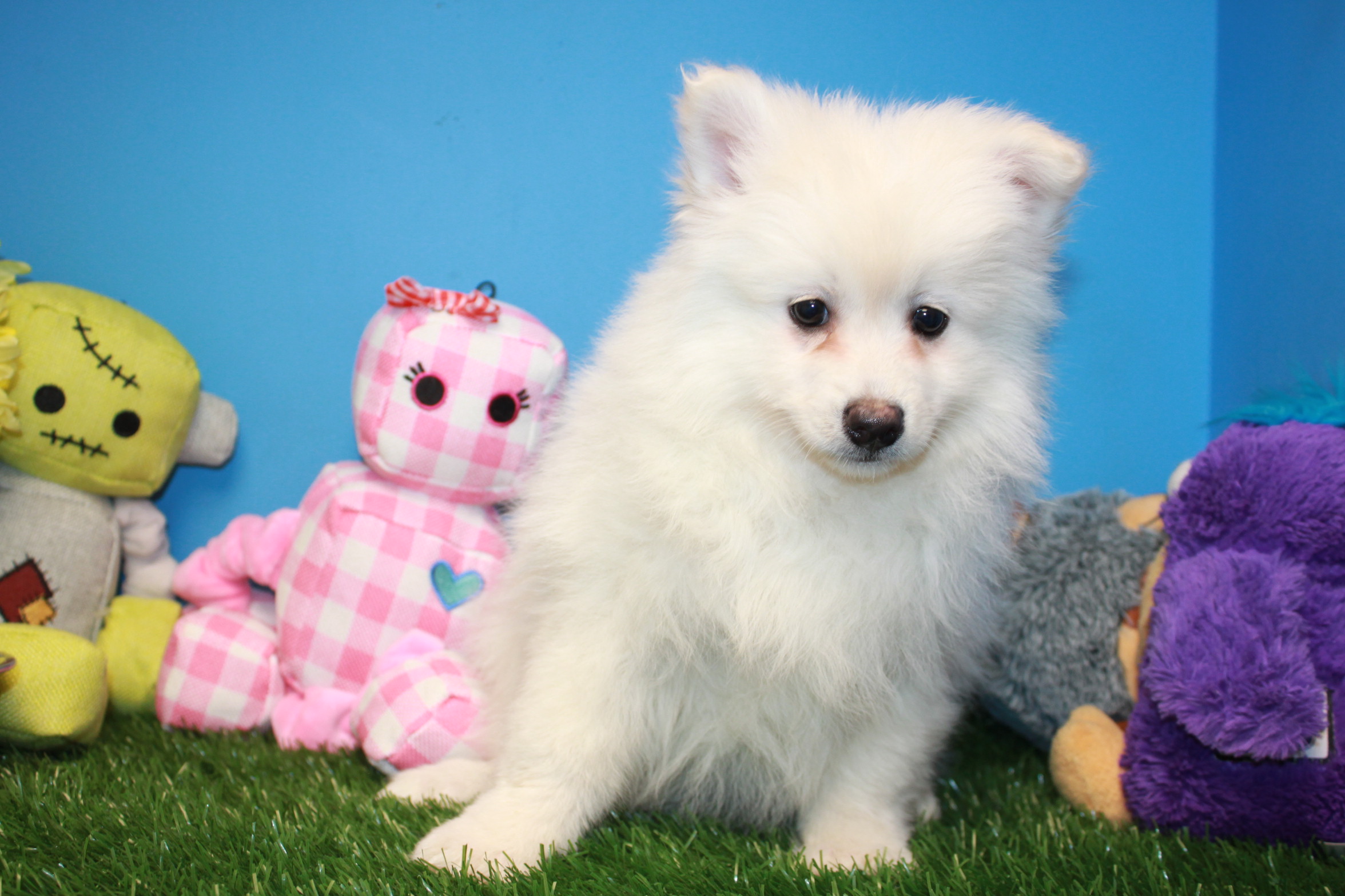 Pomimo Puppies For Sale - Long Island Puppies