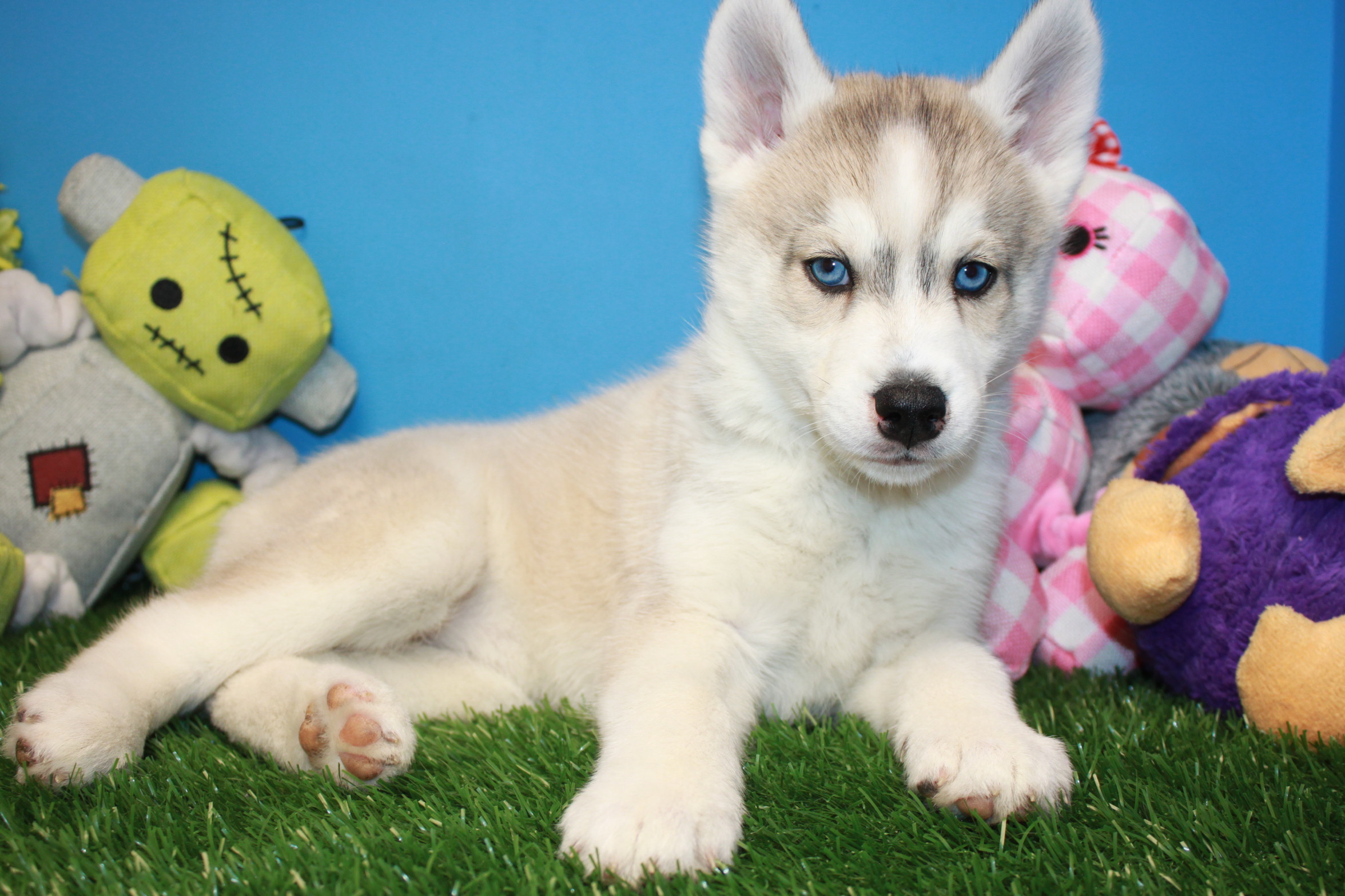 Siberian Husky Puppies For Sale - Long Island Puppies