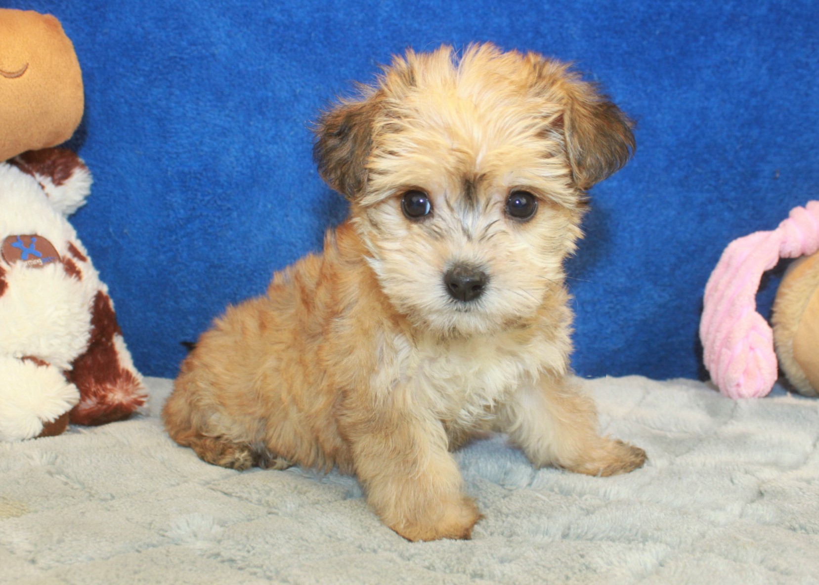 Yo-Chon Puppies For Sale - Long Island Puppies