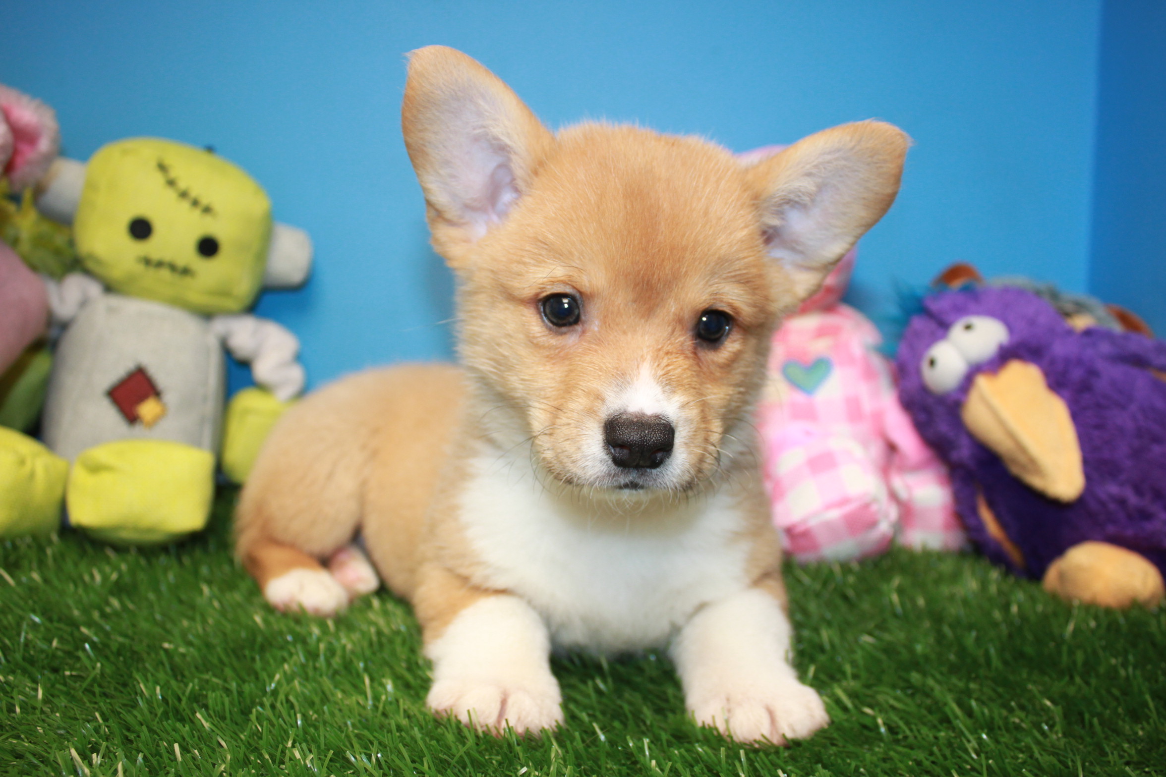 Pembroke Welsh Corgi Puppies For Sale - Long Island Puppies