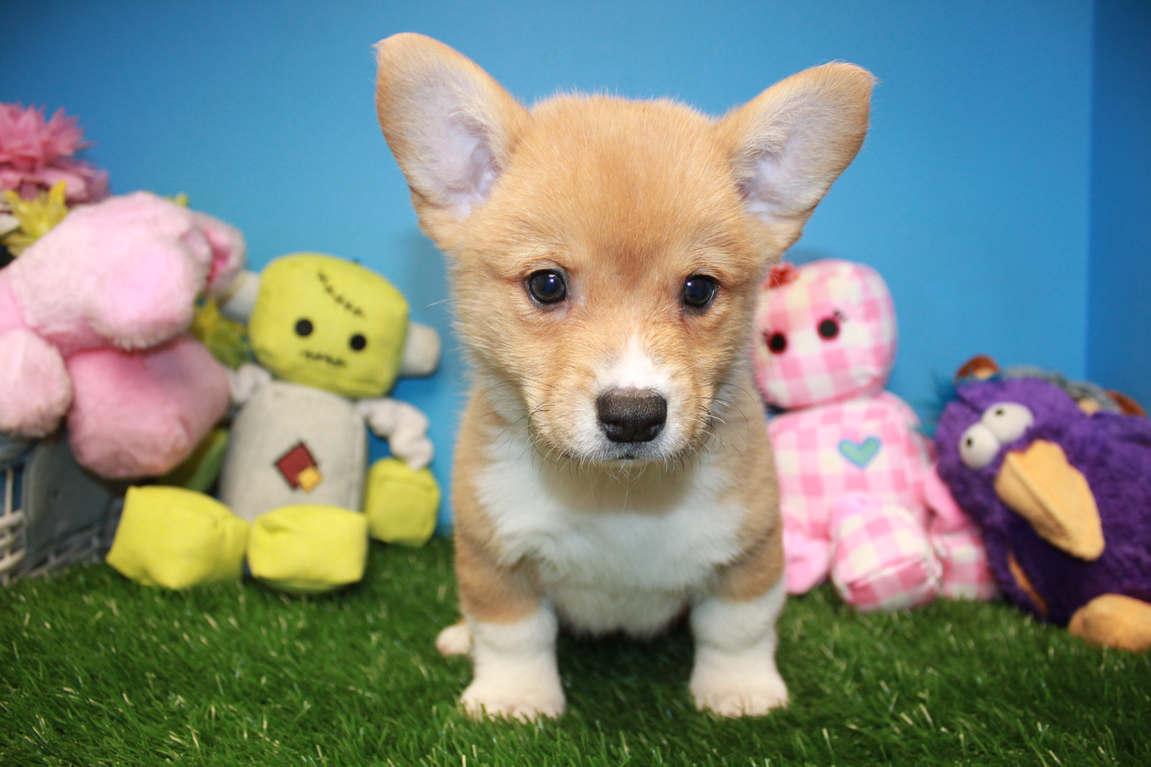 Pembroke Welsh Corgi Puppies For Sale - Long Island Puppies