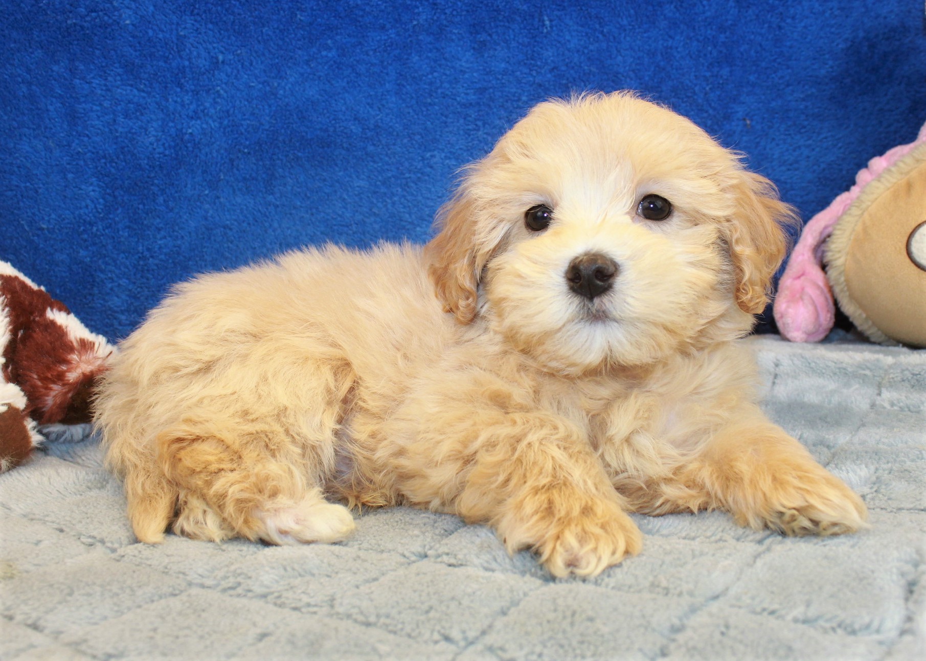 Malti Poo Puppies For Sale - Long Island Puppies