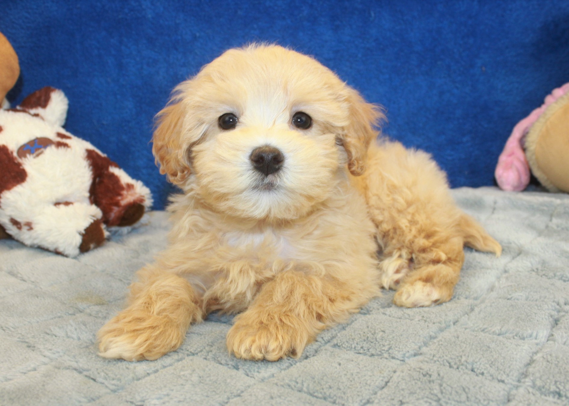 Malti Poo Puppies For Sale - Long Island Puppies