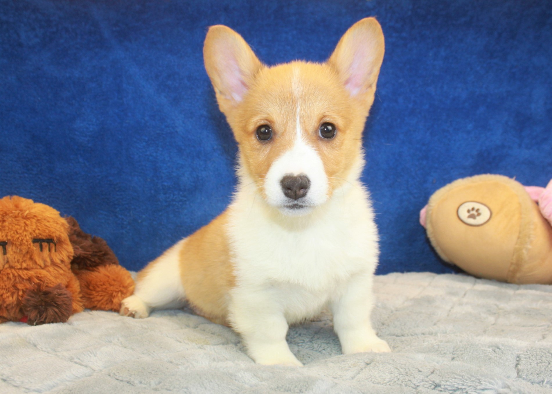 Pembroke Welsh Corgi Puppies For Sale - Long Island Puppies