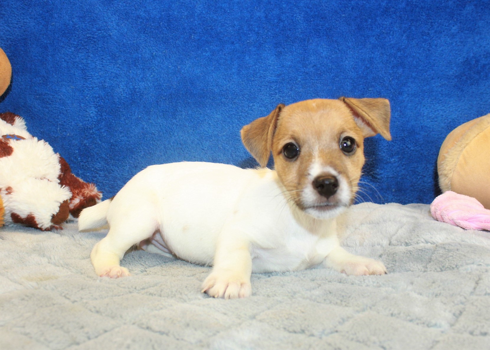 Jack Russell Terrier Puppies For Sale Long Island Puppies