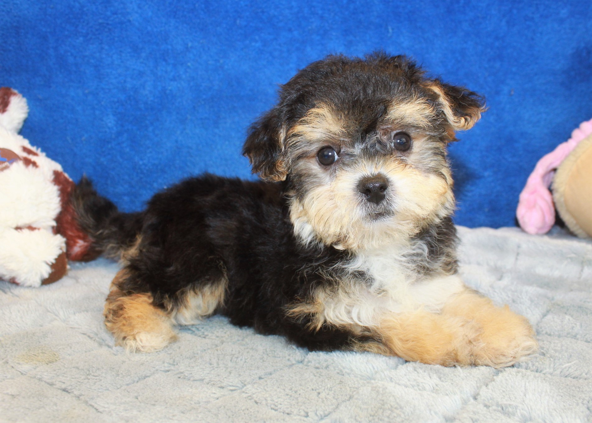 Yo-Chon Puppies For Sale - Long Island Puppies