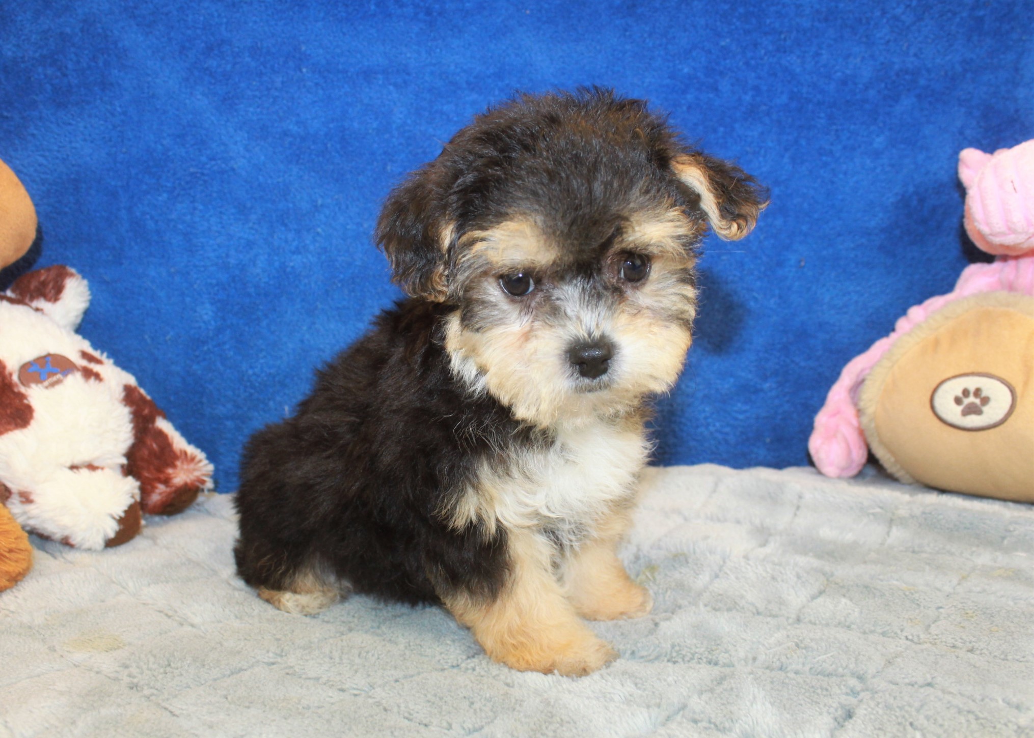 Yo-Chon Puppies For Sale - Long Island Puppies