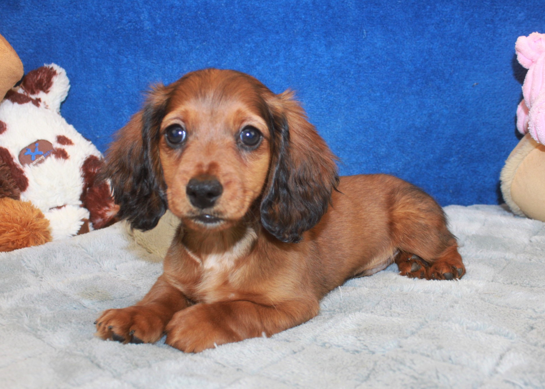 Hicksville - Available Puppies - Long Island Puppies