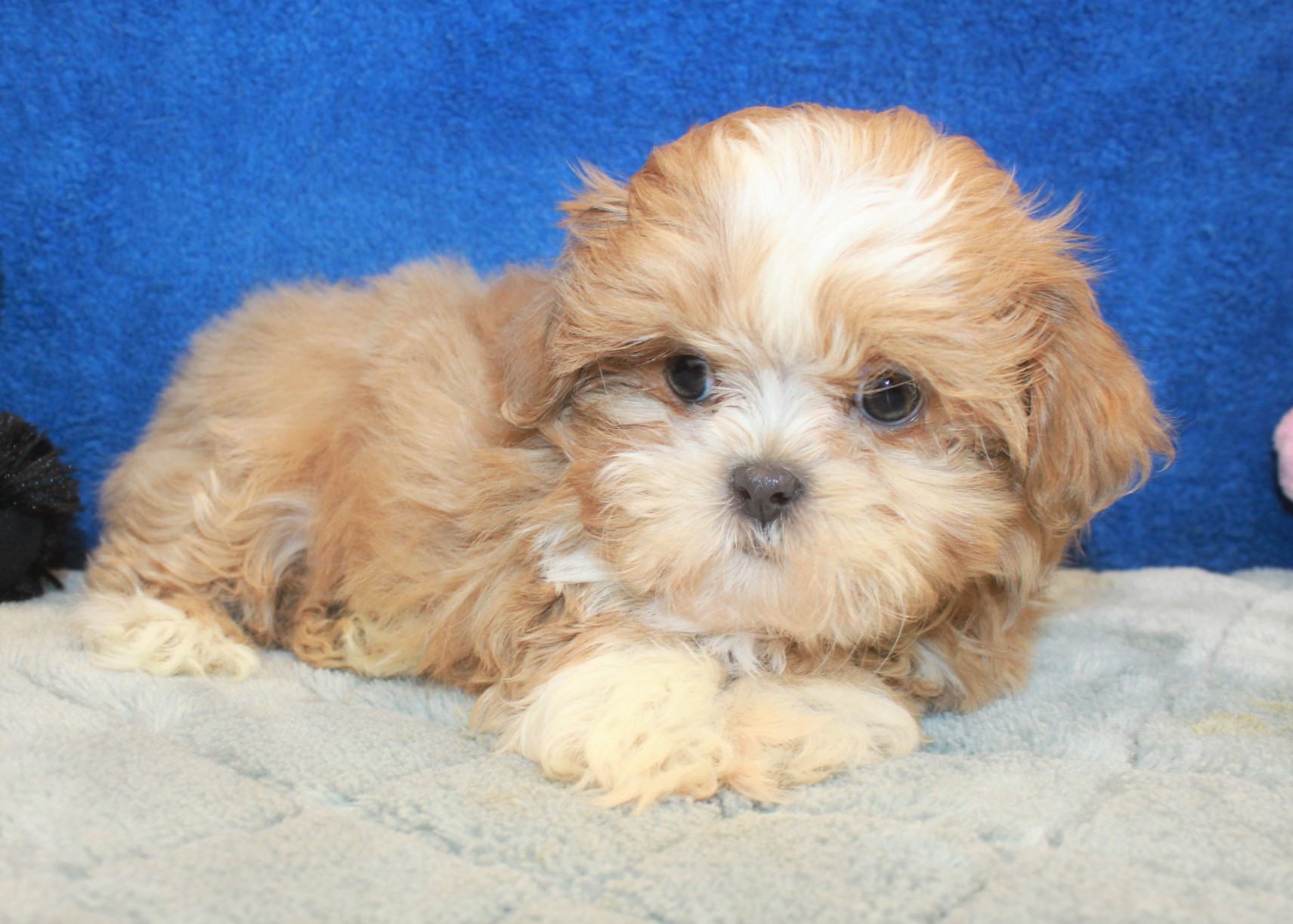 Shih Tzu Puppies For Sale Long Island Puppies   1 5 