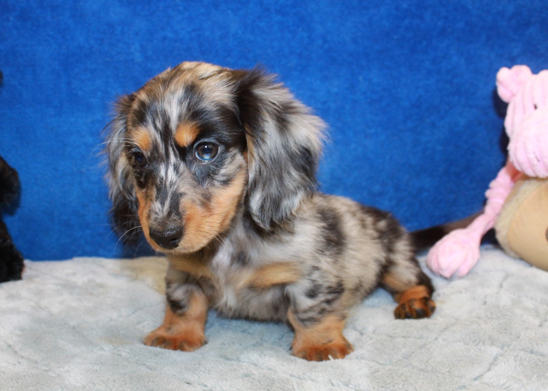 Hicksville - Available Puppies - Long Island Puppies