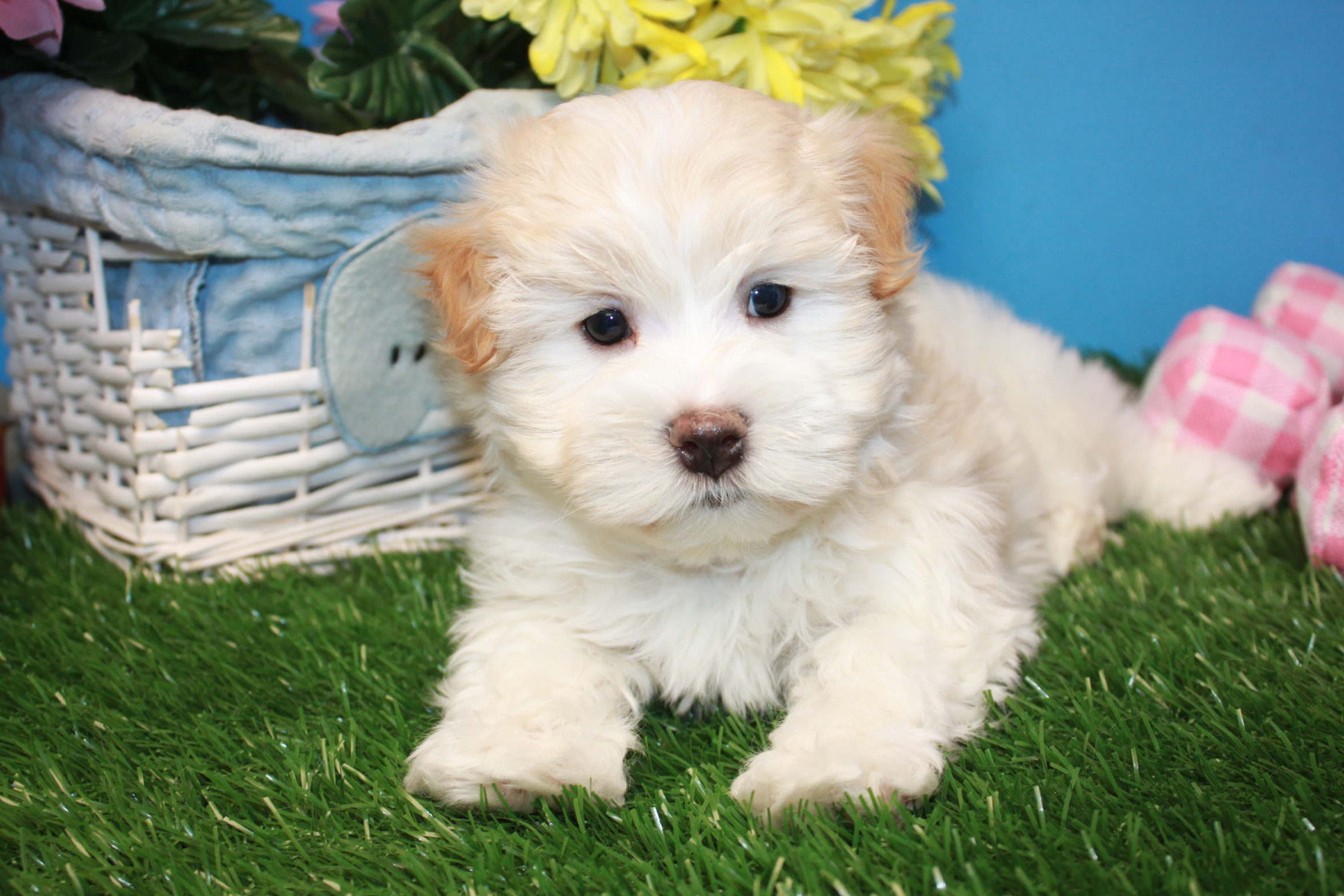 Morkie Puppies For Sale - Long Island Puppies