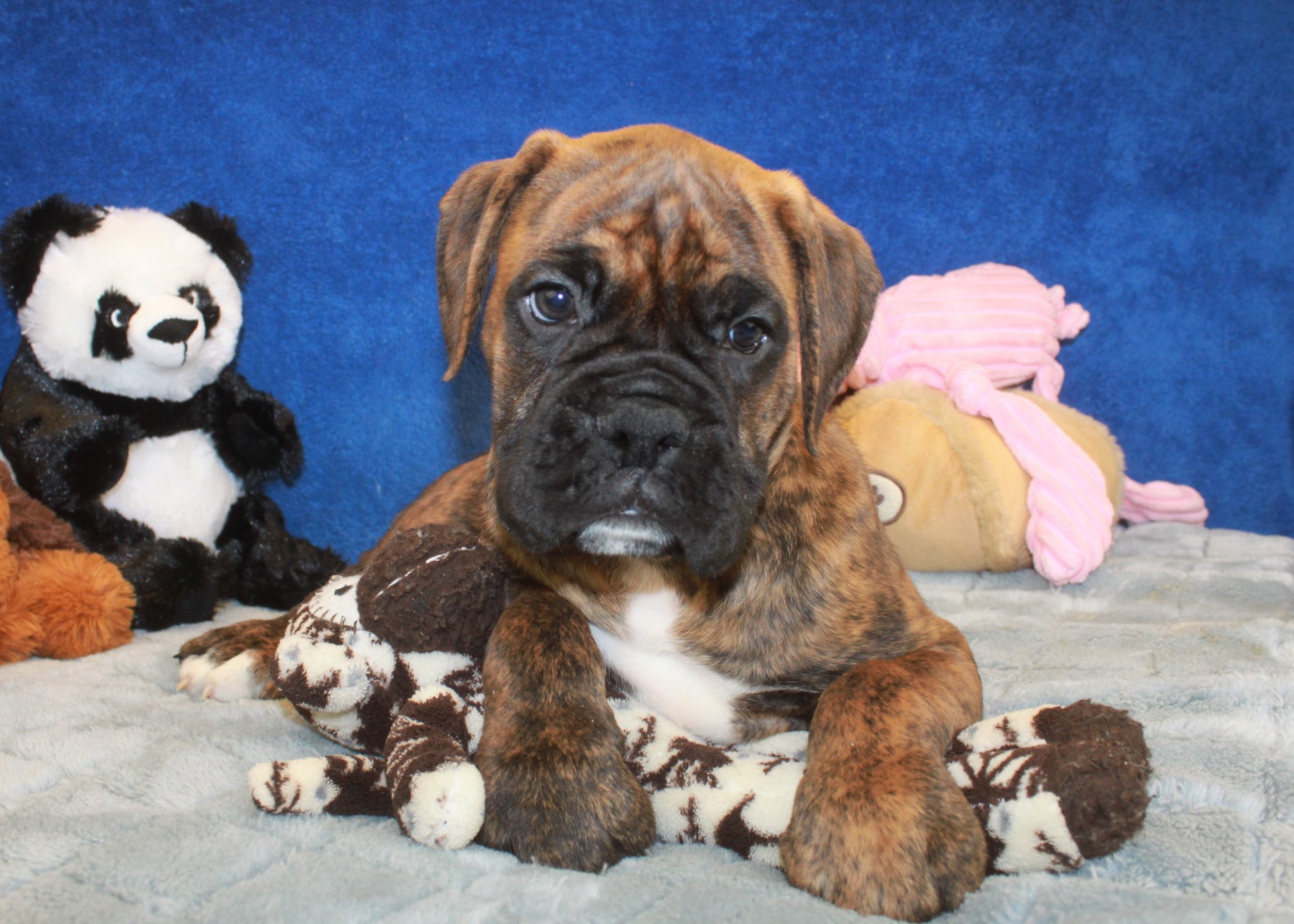 Hicksville - Available Puppies - Long Island Puppies