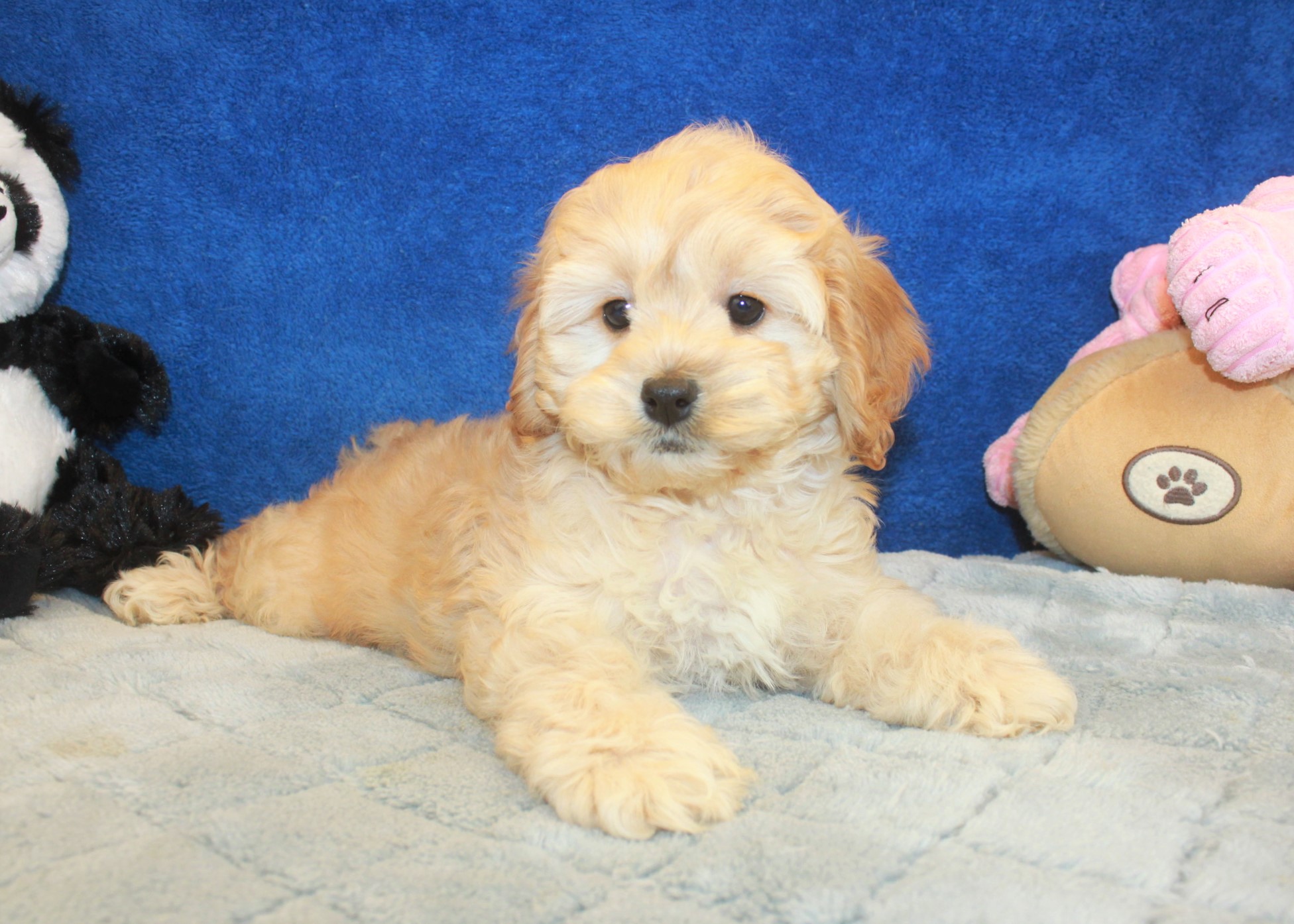 Hicksville - Available Puppies - Long Island Puppies