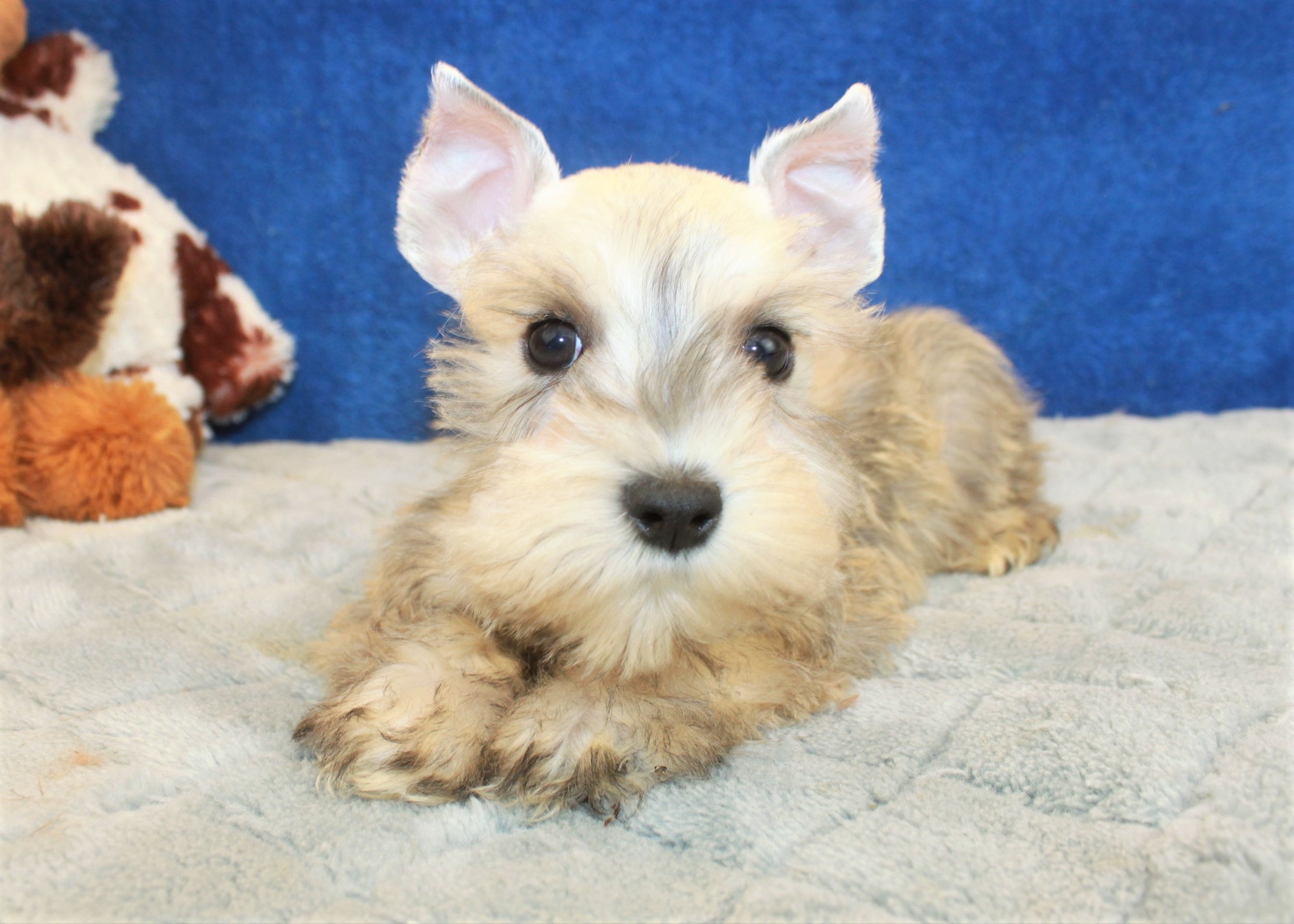 Miniature Schnauzer Puppies For Sale - Long Island Puppies