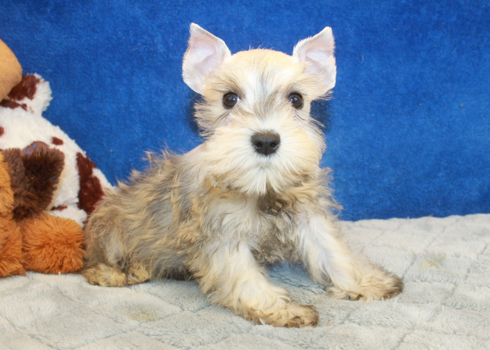 Miniature Schnauzer Puppies For Sale - Long Island Puppies