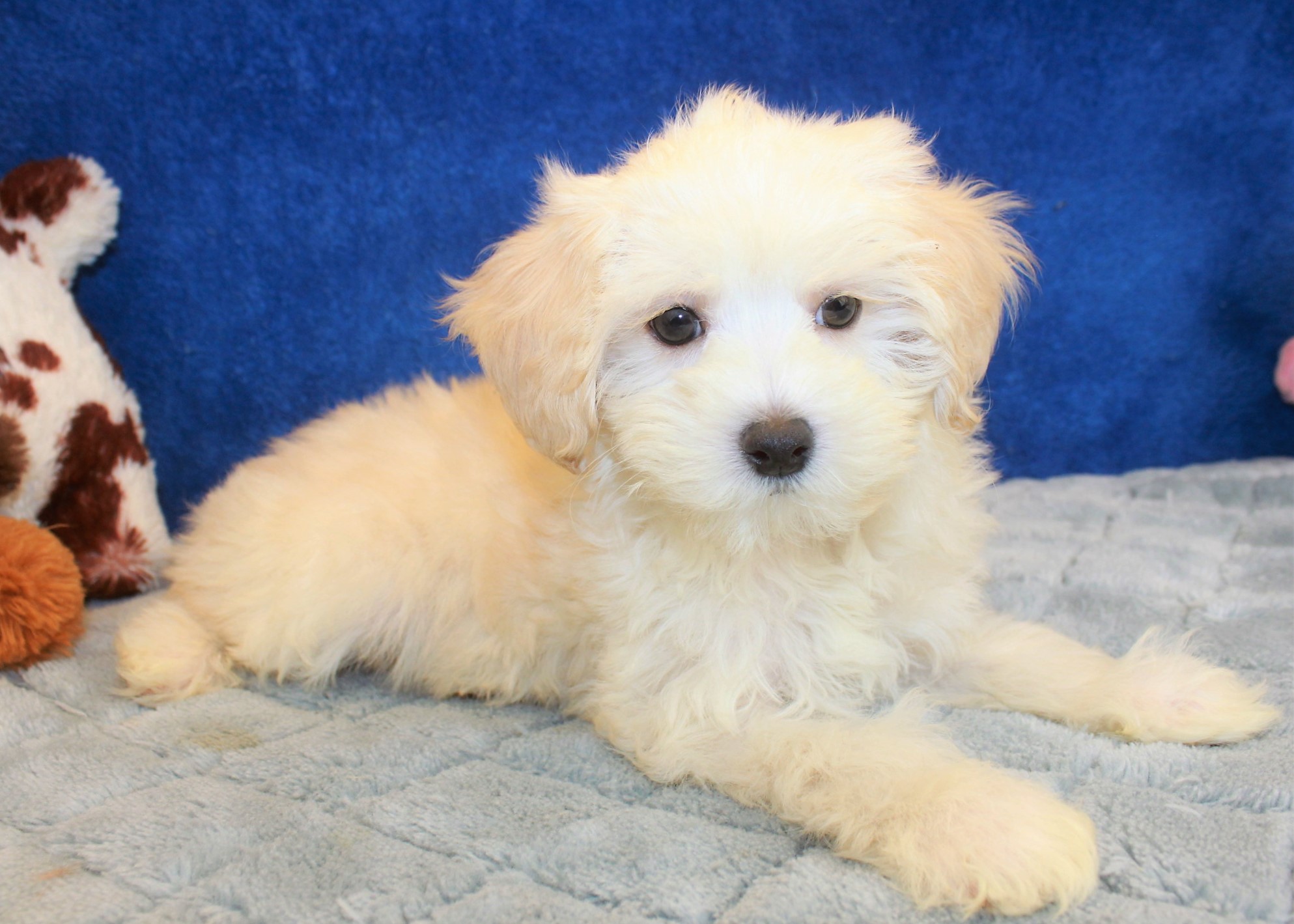 Malti Poo Puppies For Sale - Long Island Puppies