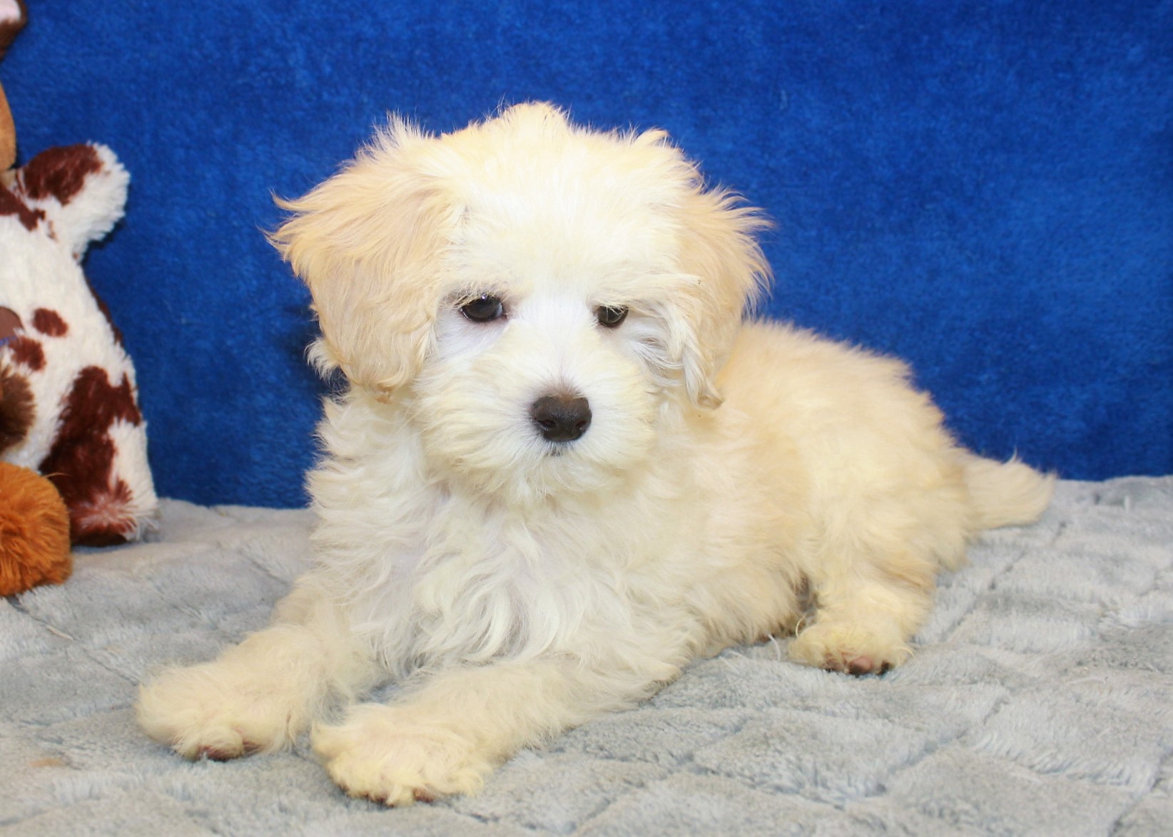 Malti Poo Puppies For Sale - Long Island Puppies