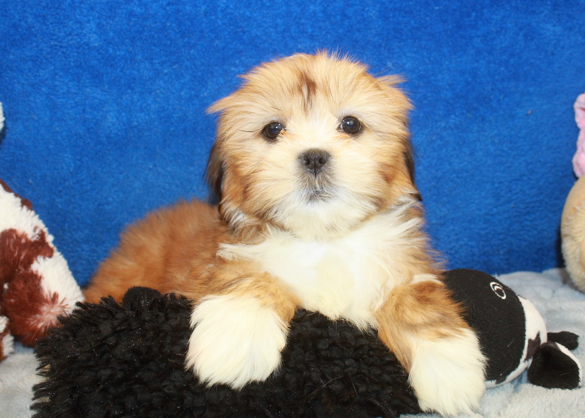 Lhasa Apso Puppies For Sale Long Island Puppies   70 1 