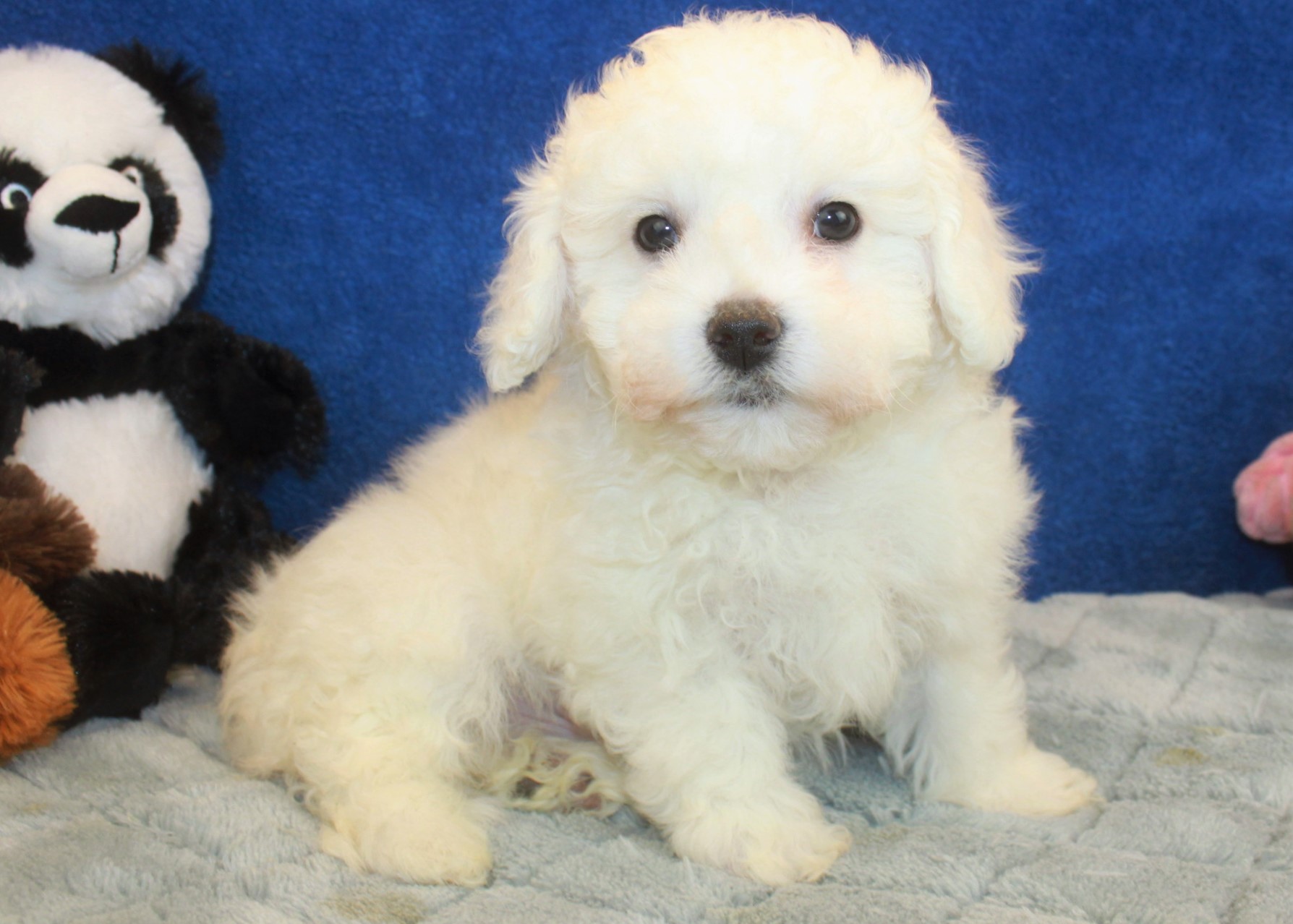 Hicksville - Available Puppies - Long Island Puppies