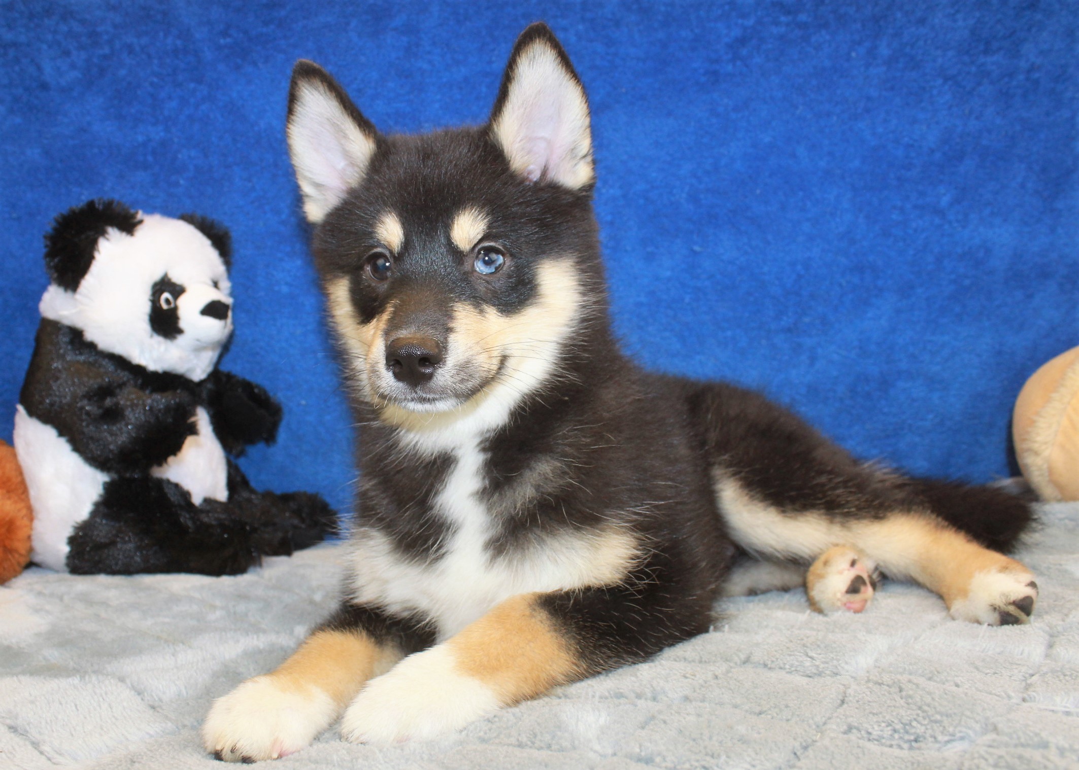 Pomsky Puppies For Sale - Long Island Puppies